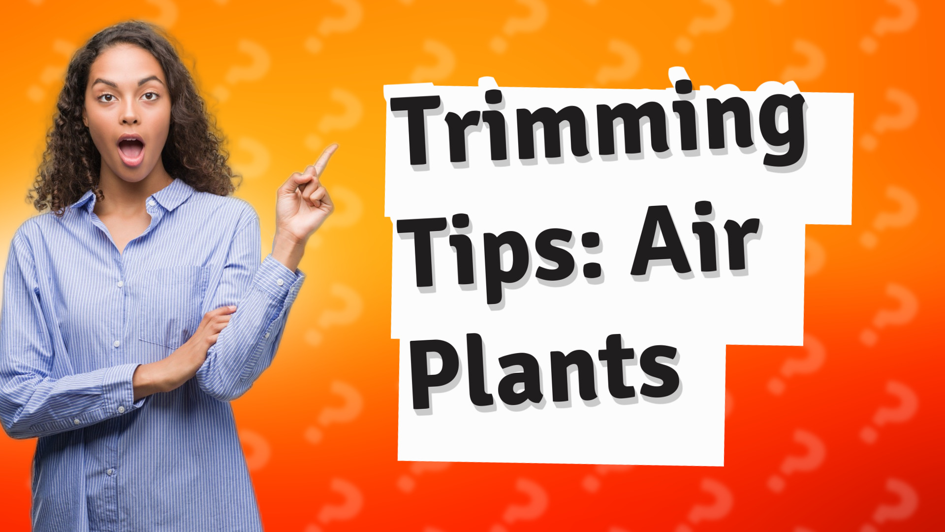 Trimming Tips: Air Plants