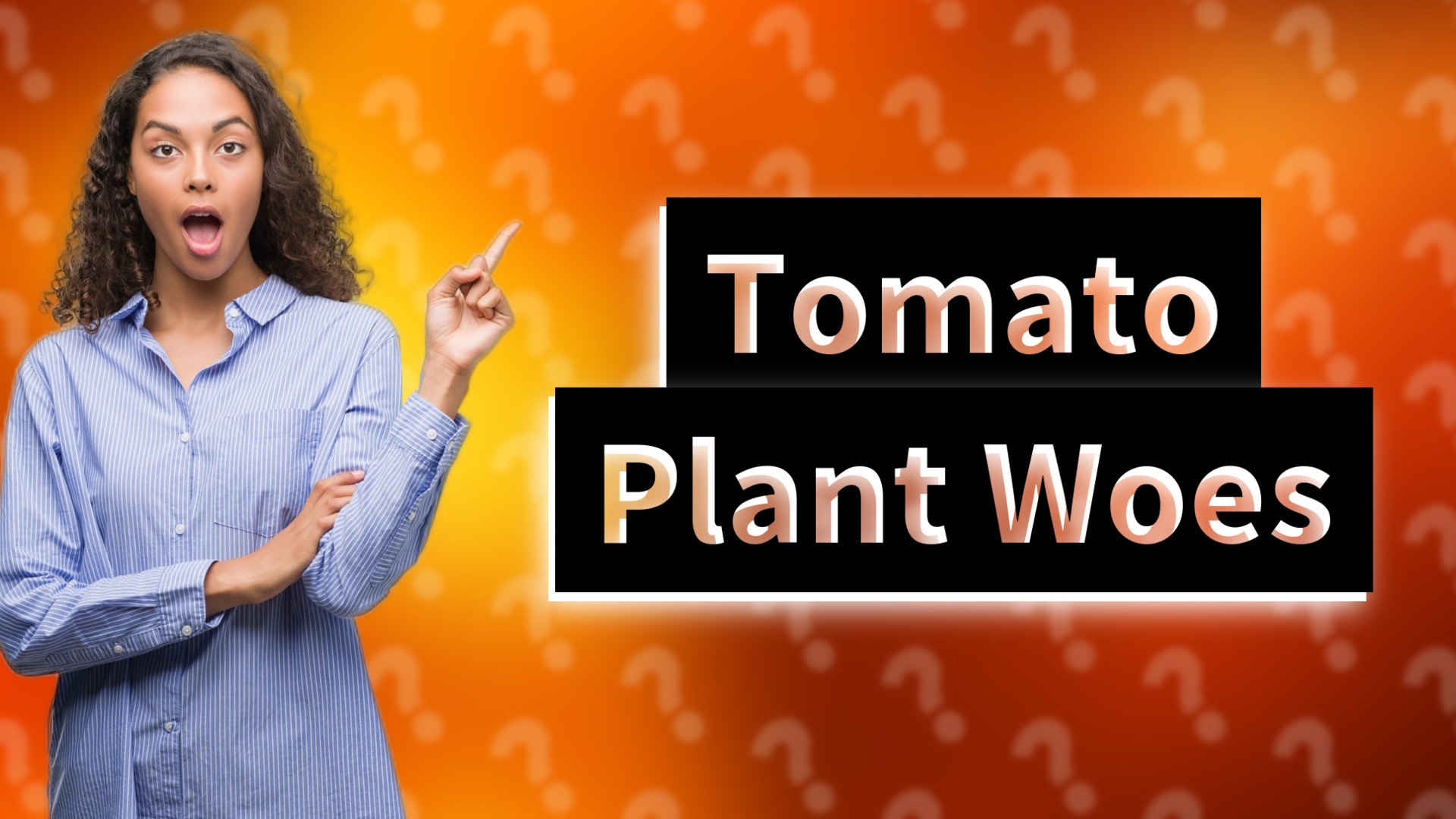 Tomato Plant Woes