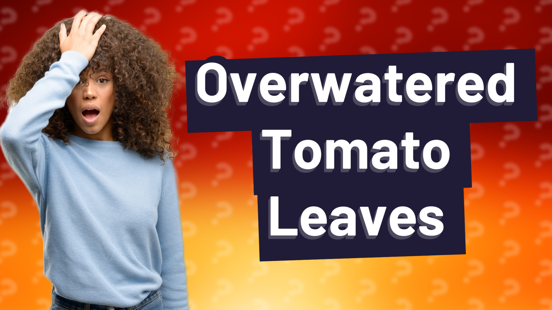 Overwatered Tomato Leaves