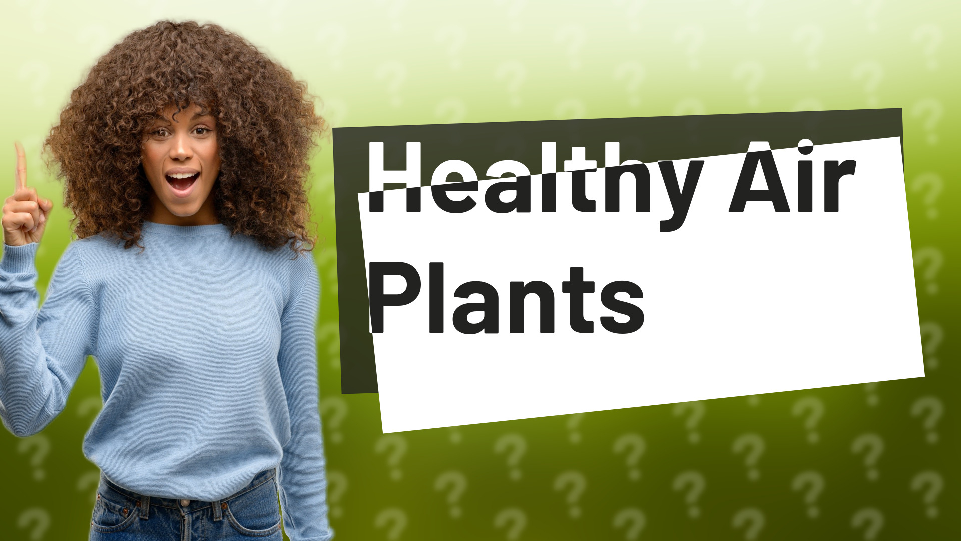Healthy Air Plants
