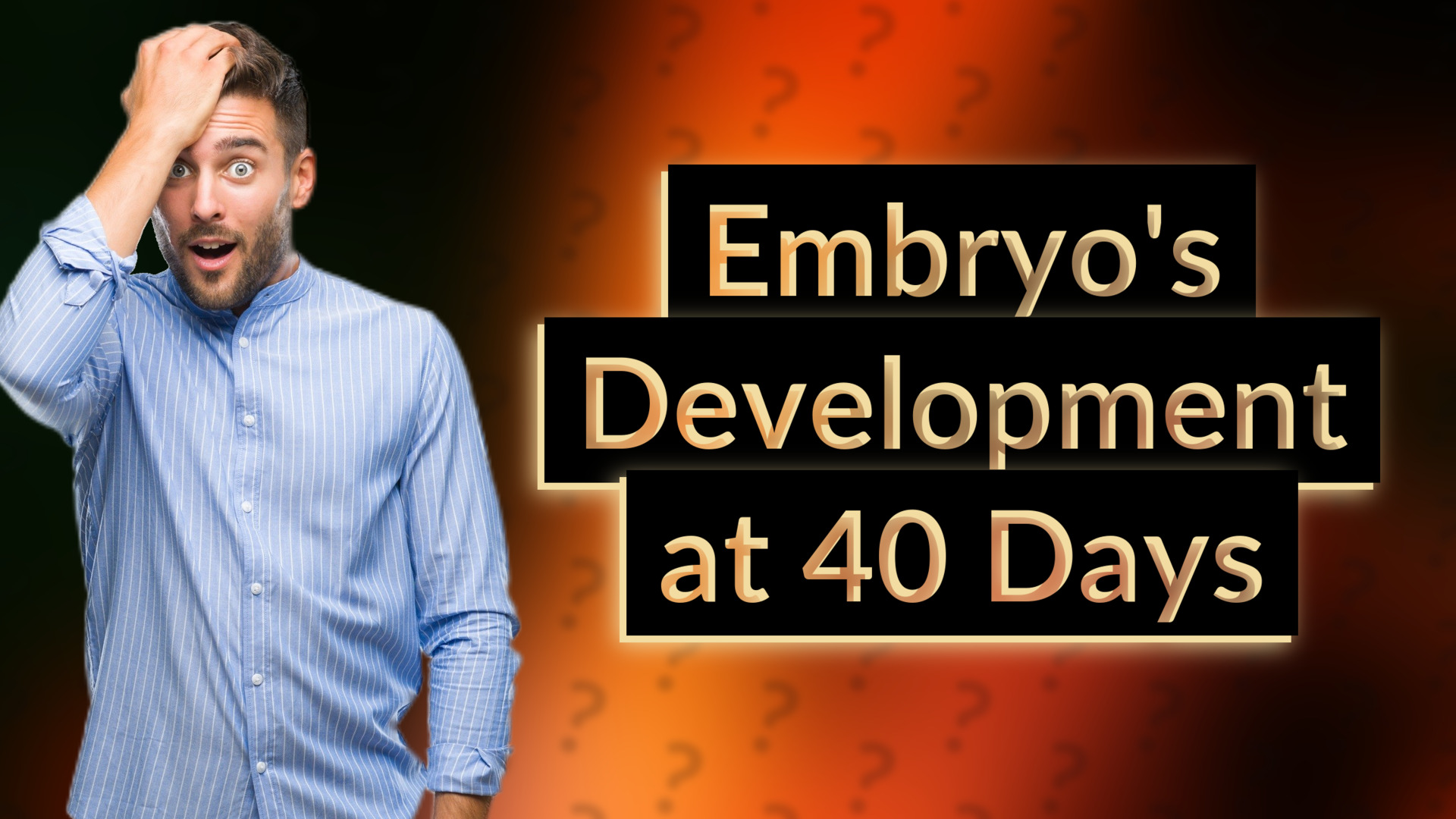 Embryo's Development at 40 Days