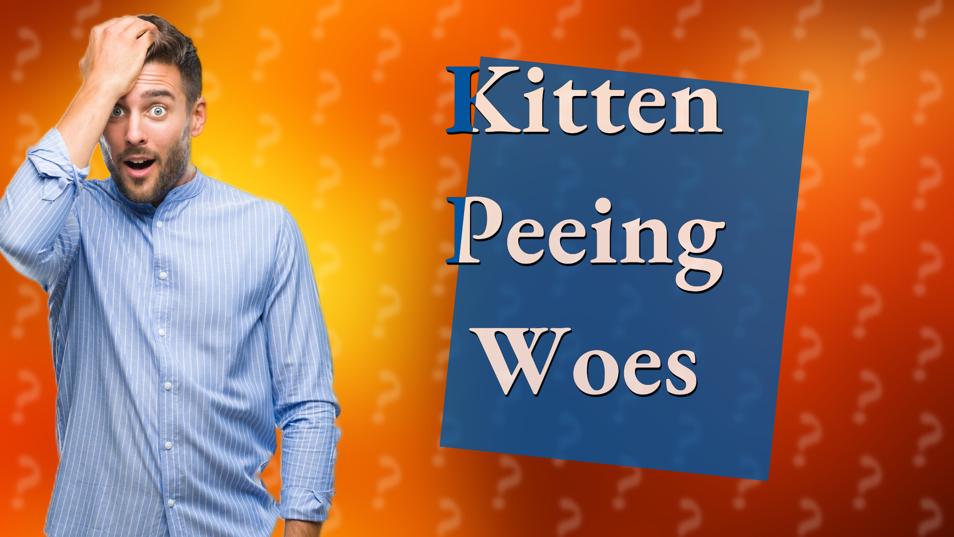 Kitten Peeing Woes