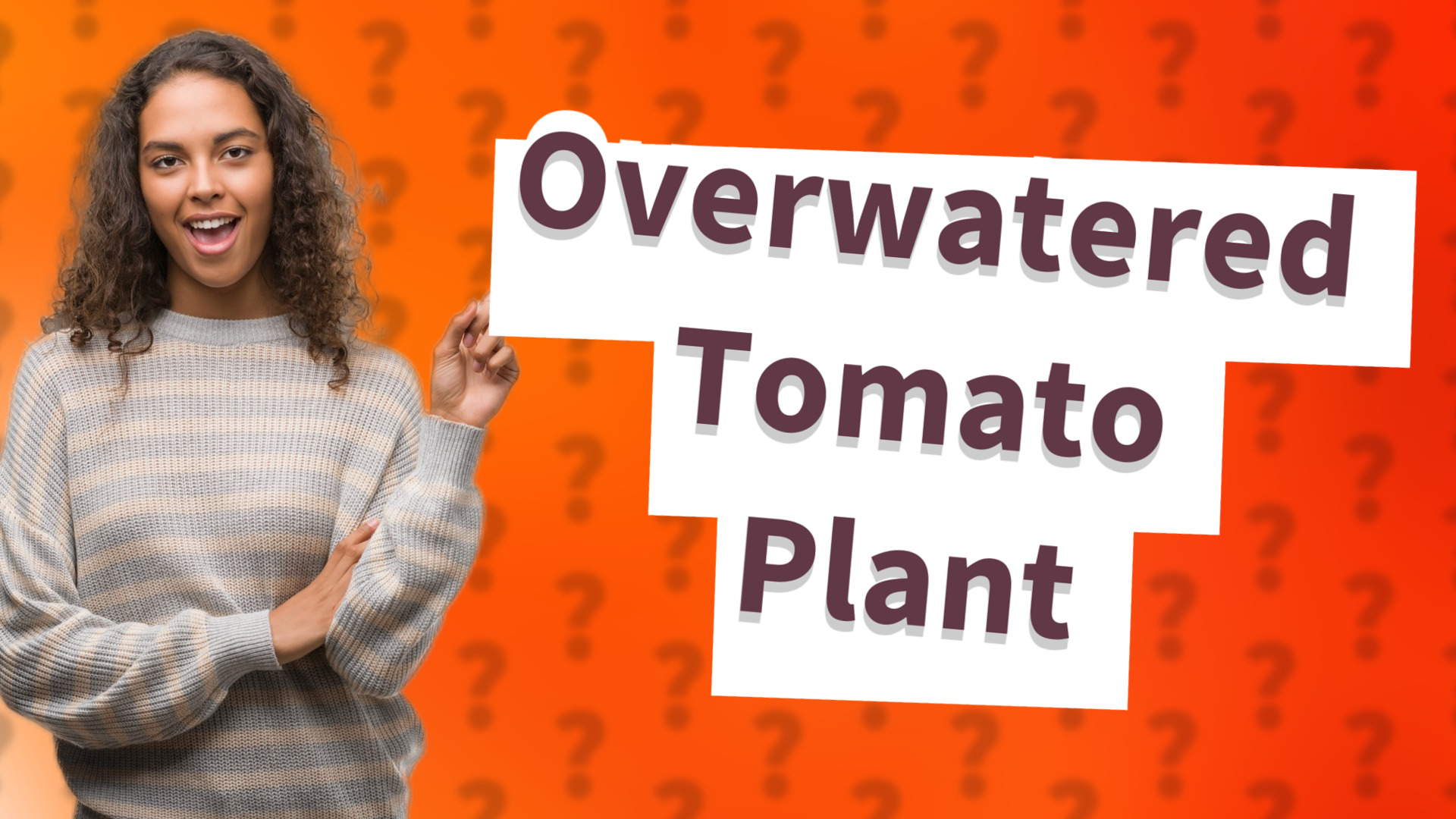 Overwatered Tomato Plant