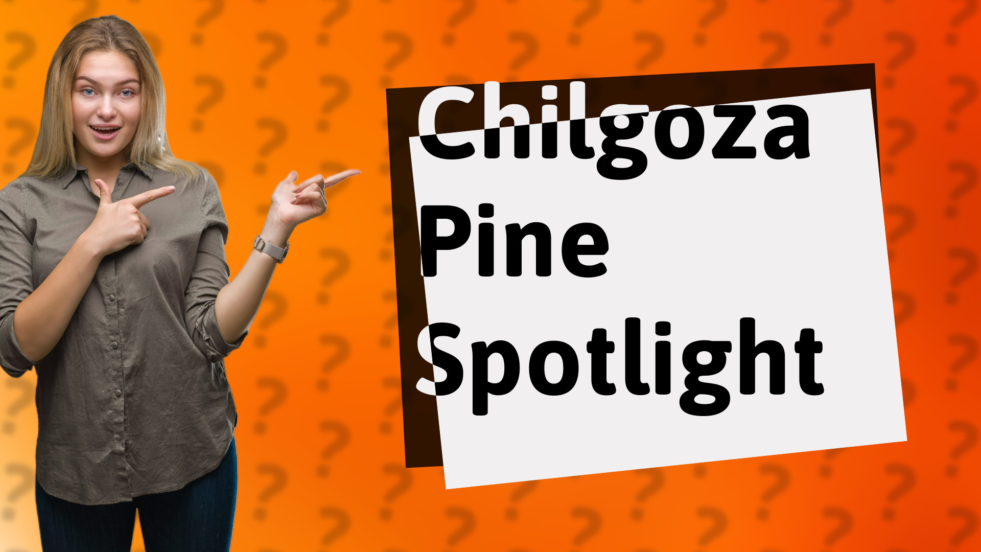 Chilgoza Pine Spotlight