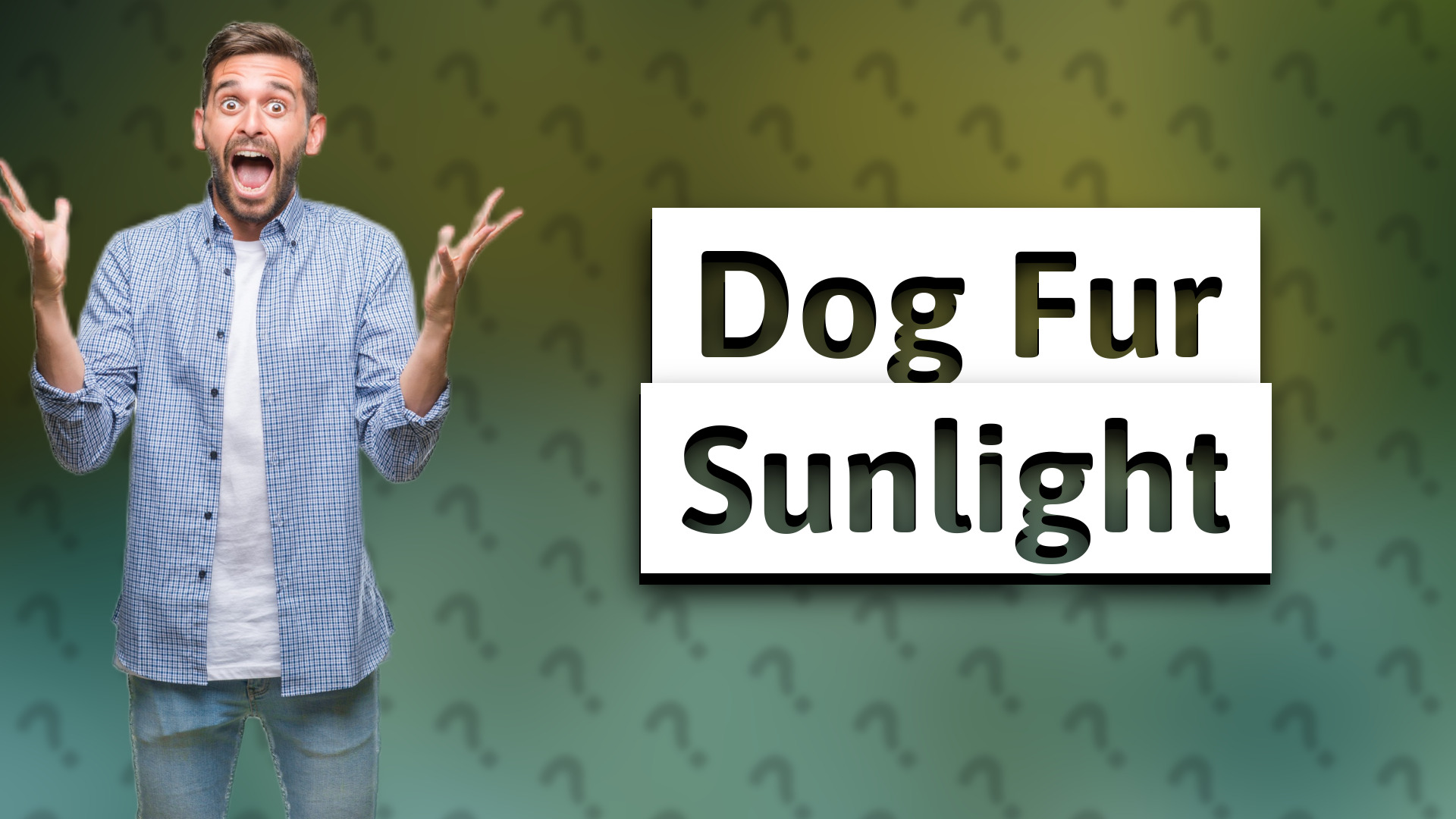 Dog Fur Sunlight