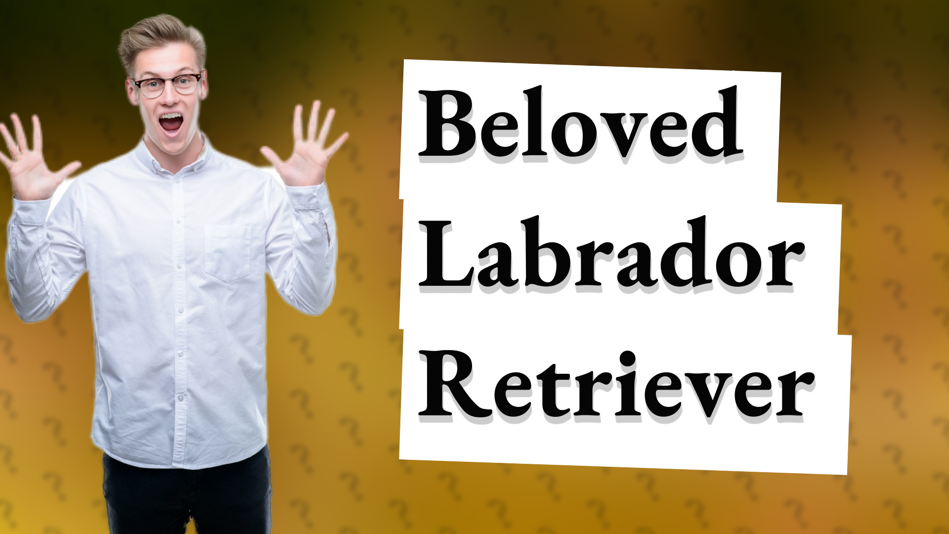 Beloved Labrador Retriever
