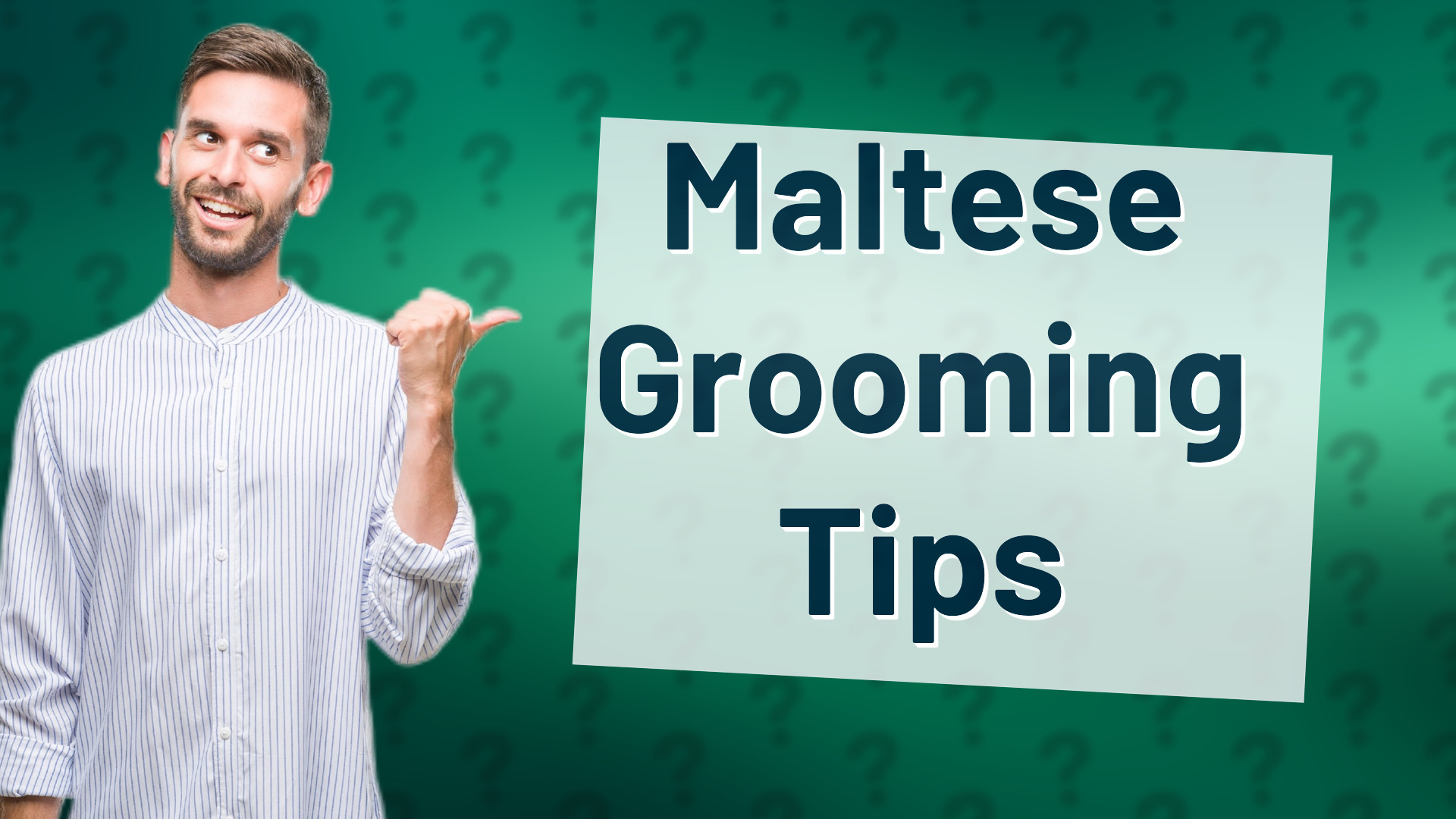 Maltese Grooming Tips