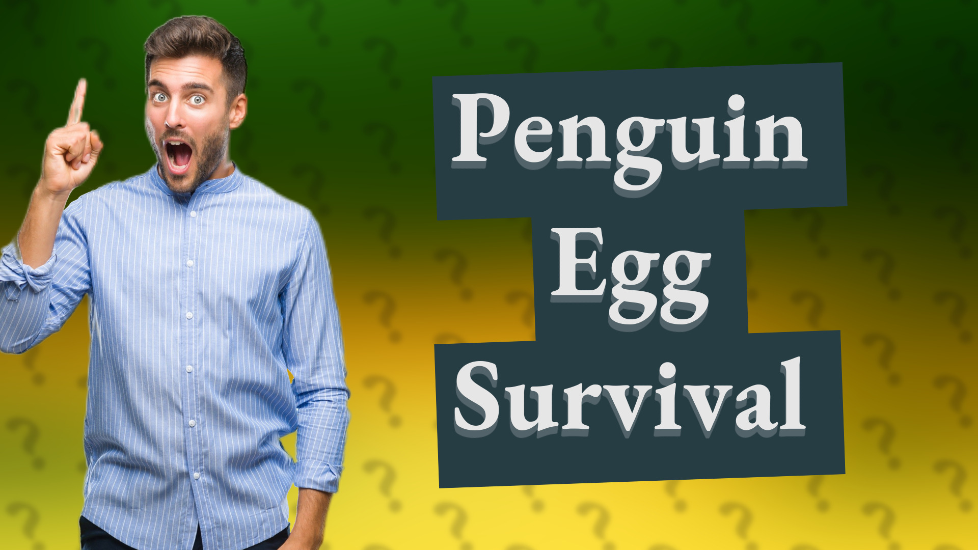 Penguin Egg Survival