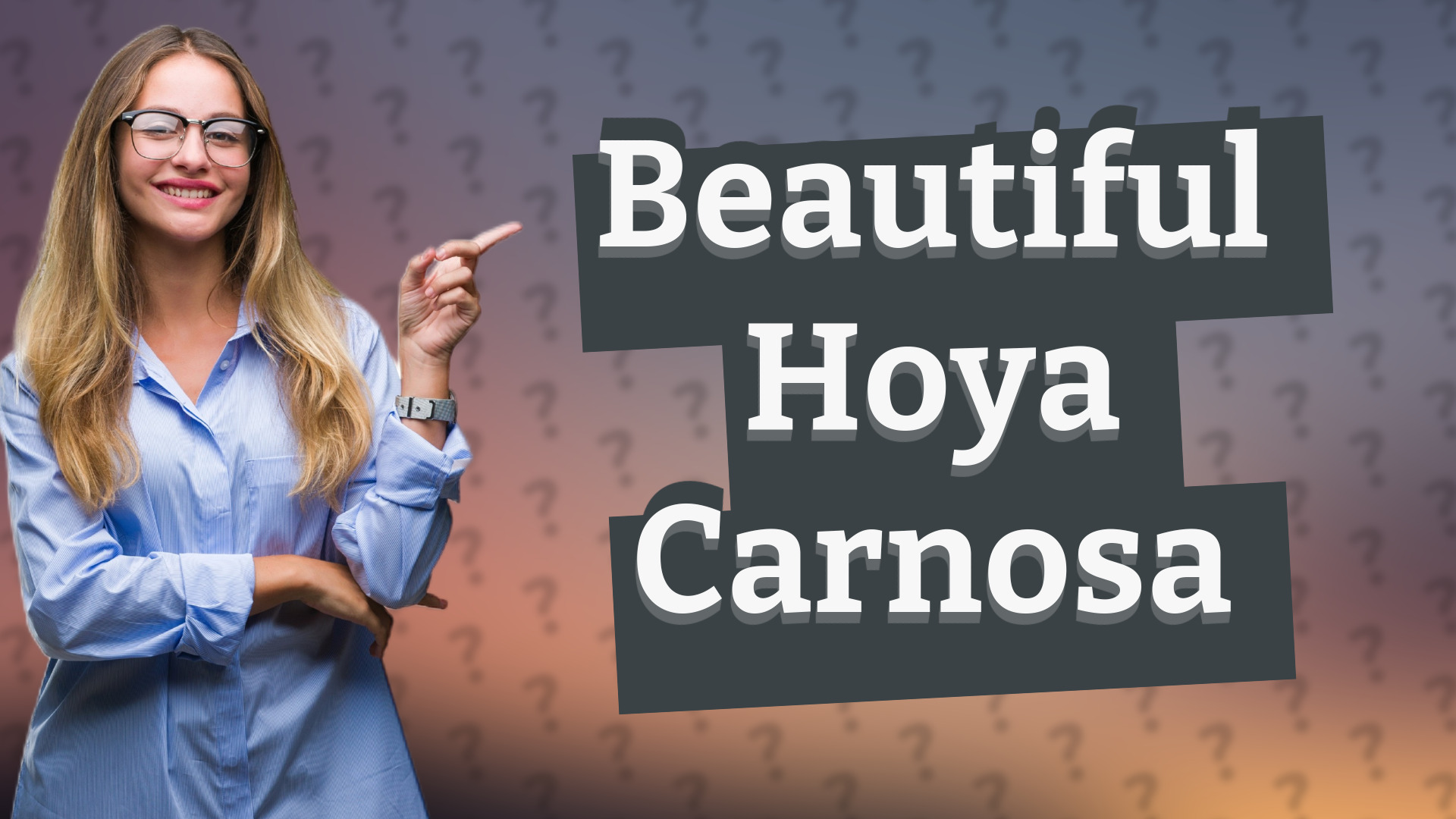 Beautiful Hoya Carnosa
