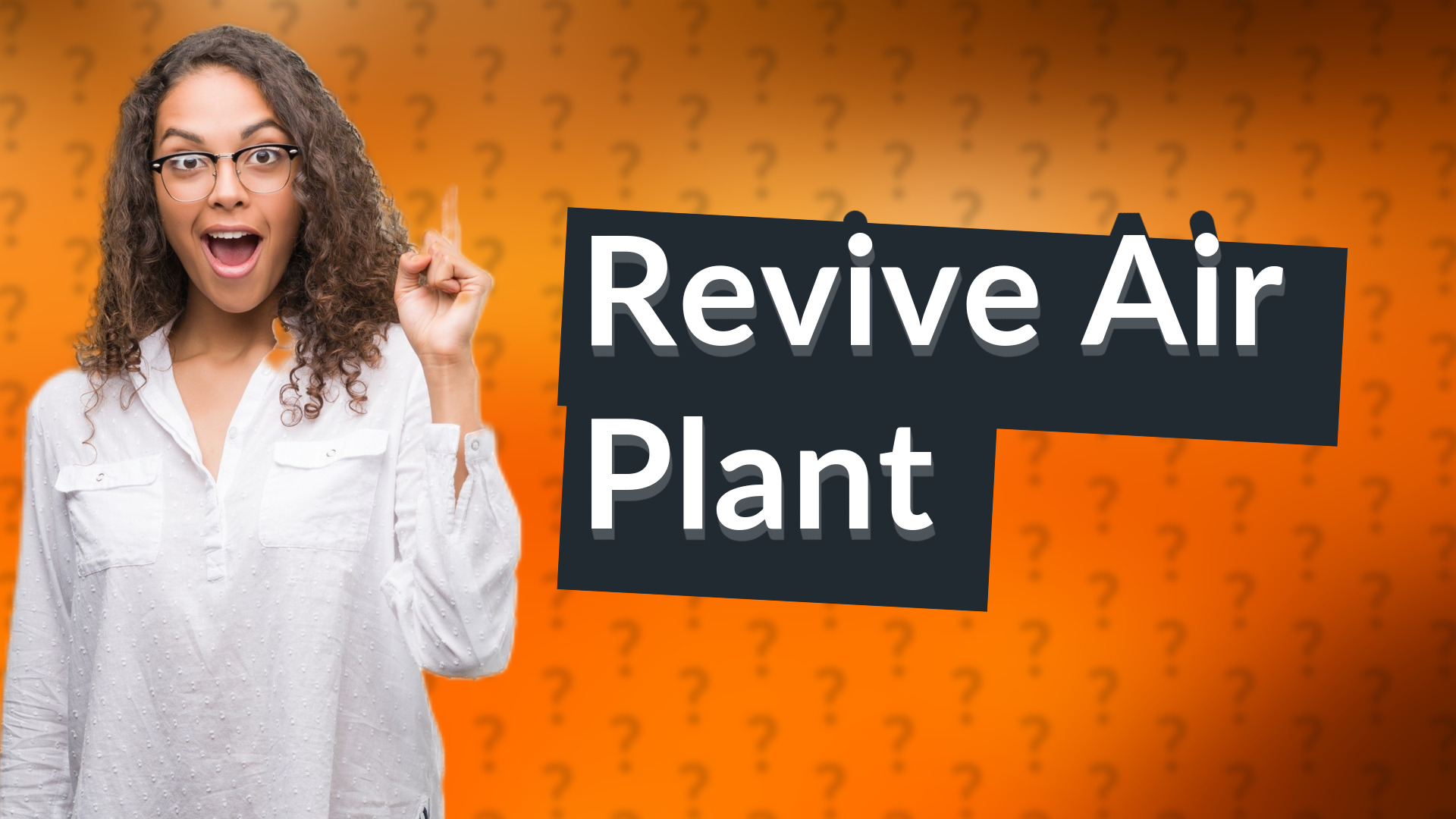 Revive Air Plant
