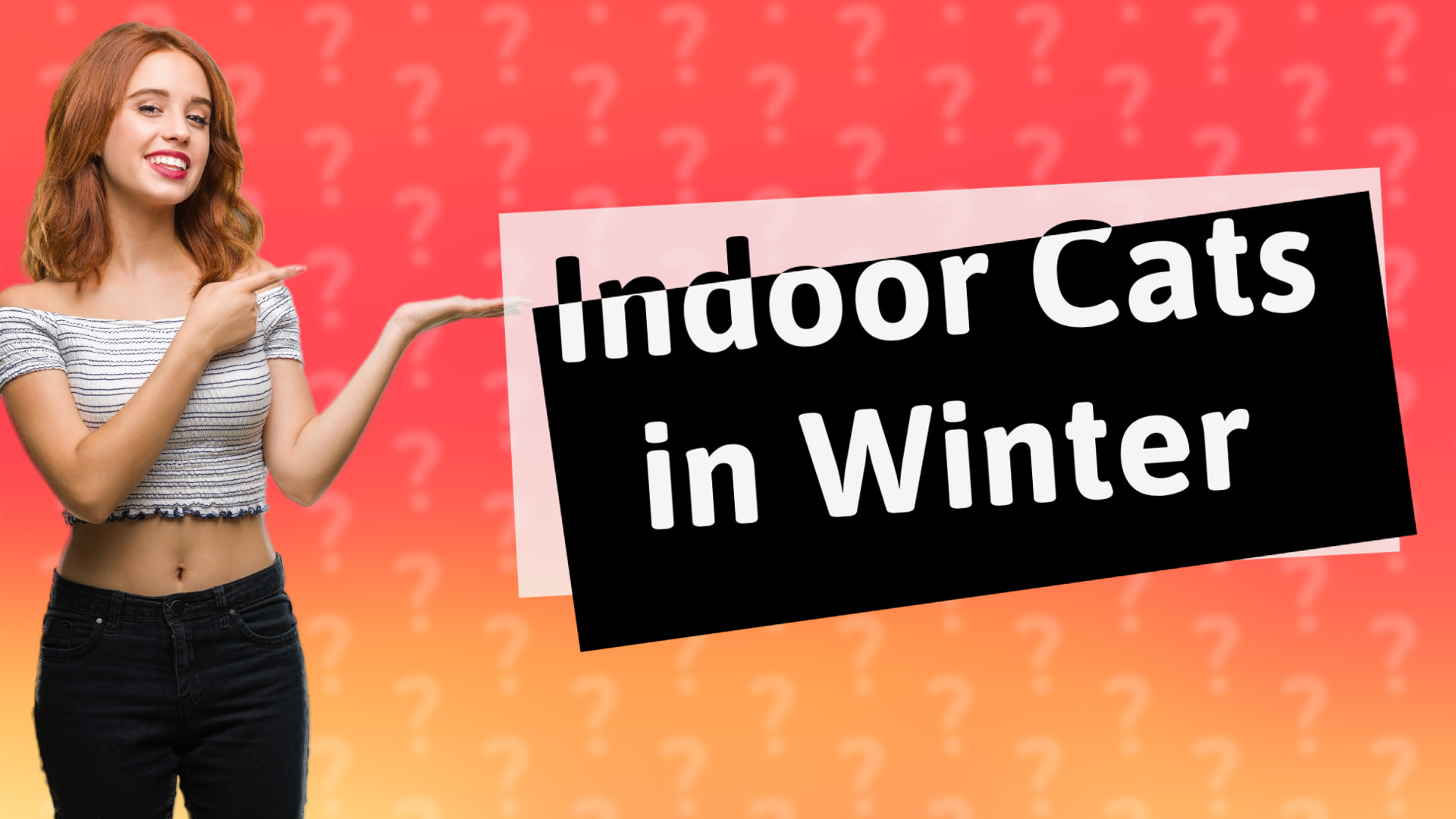 Indoor Cats in Winter