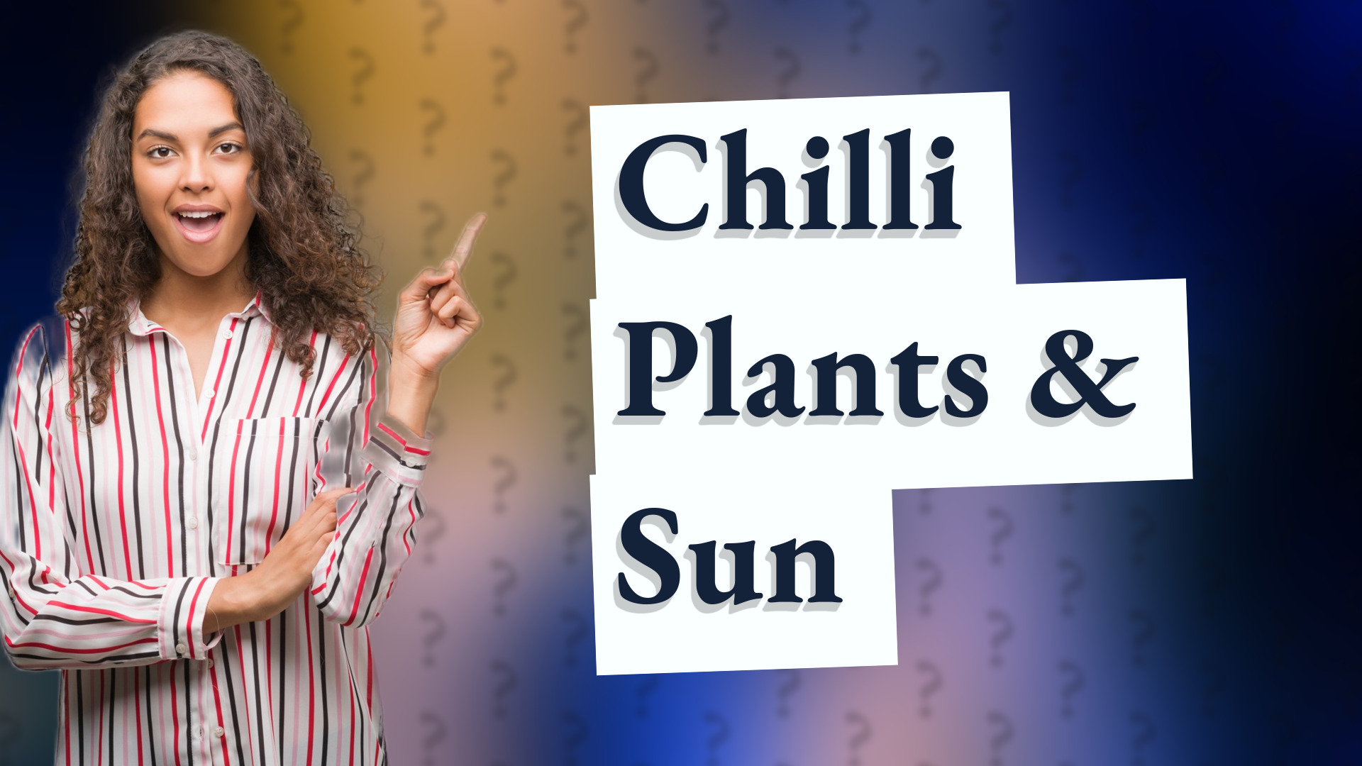 Chilli Plants & Sun