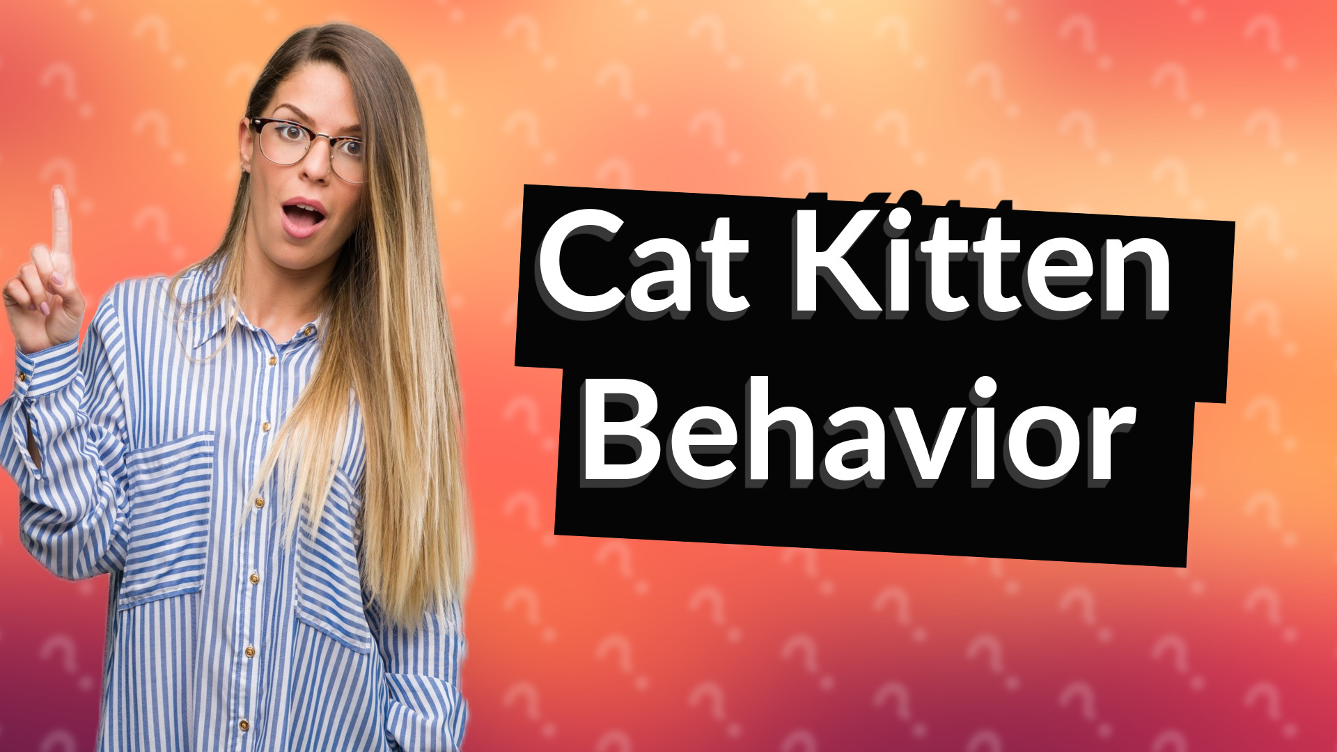Cat Kitten Behavior