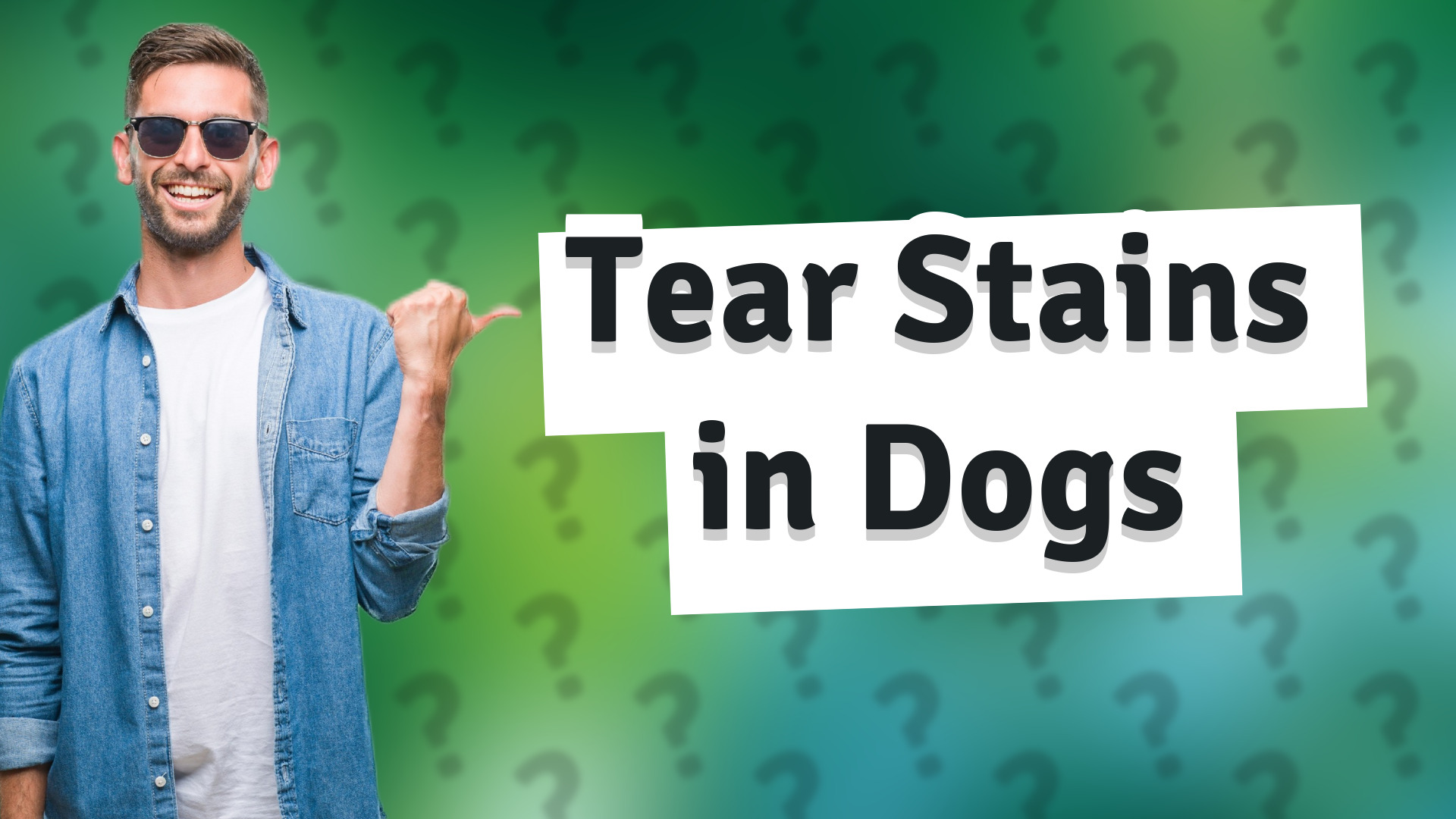 Tear Stains in Dogs
