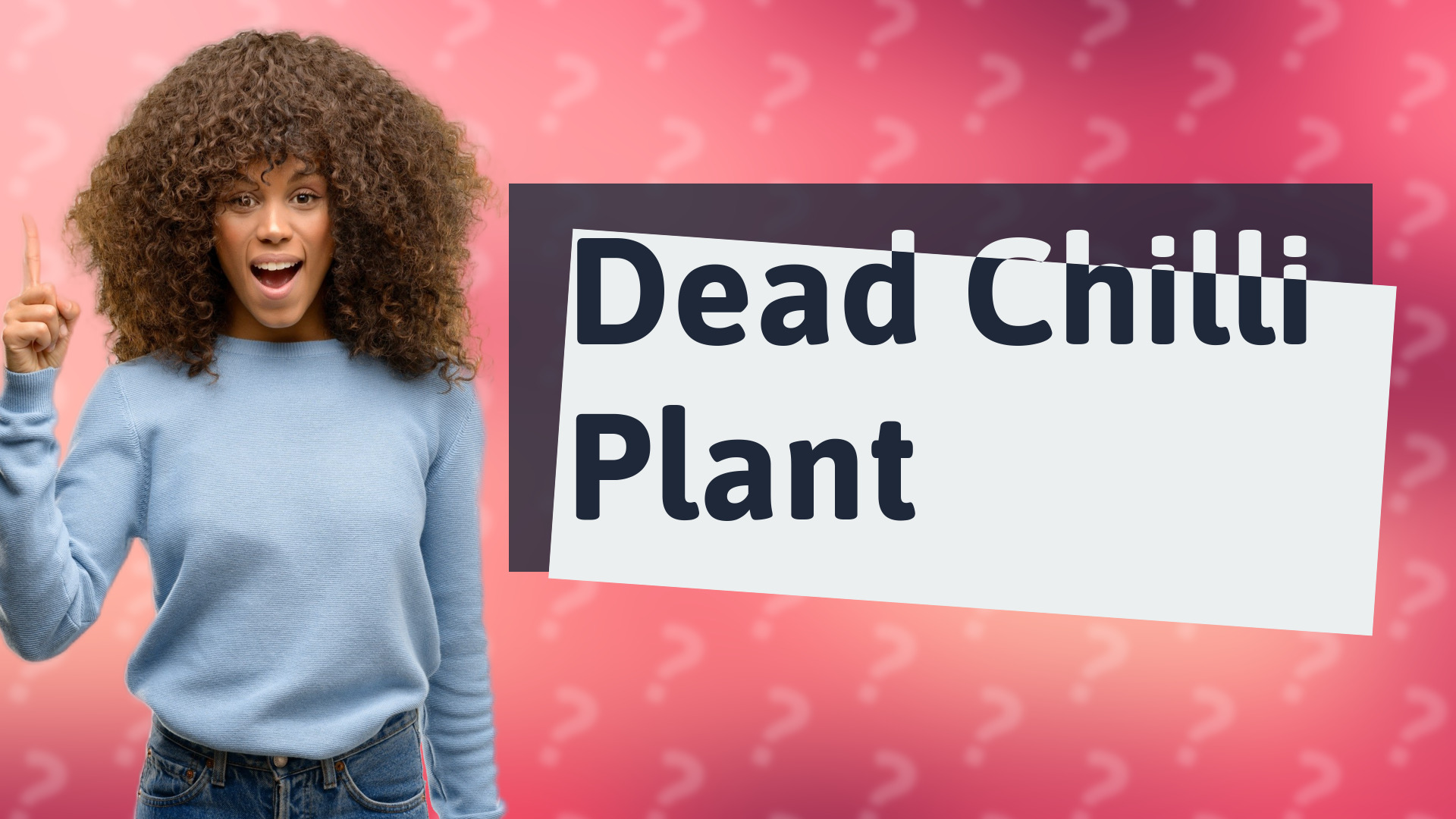 Dead Chilli Plant