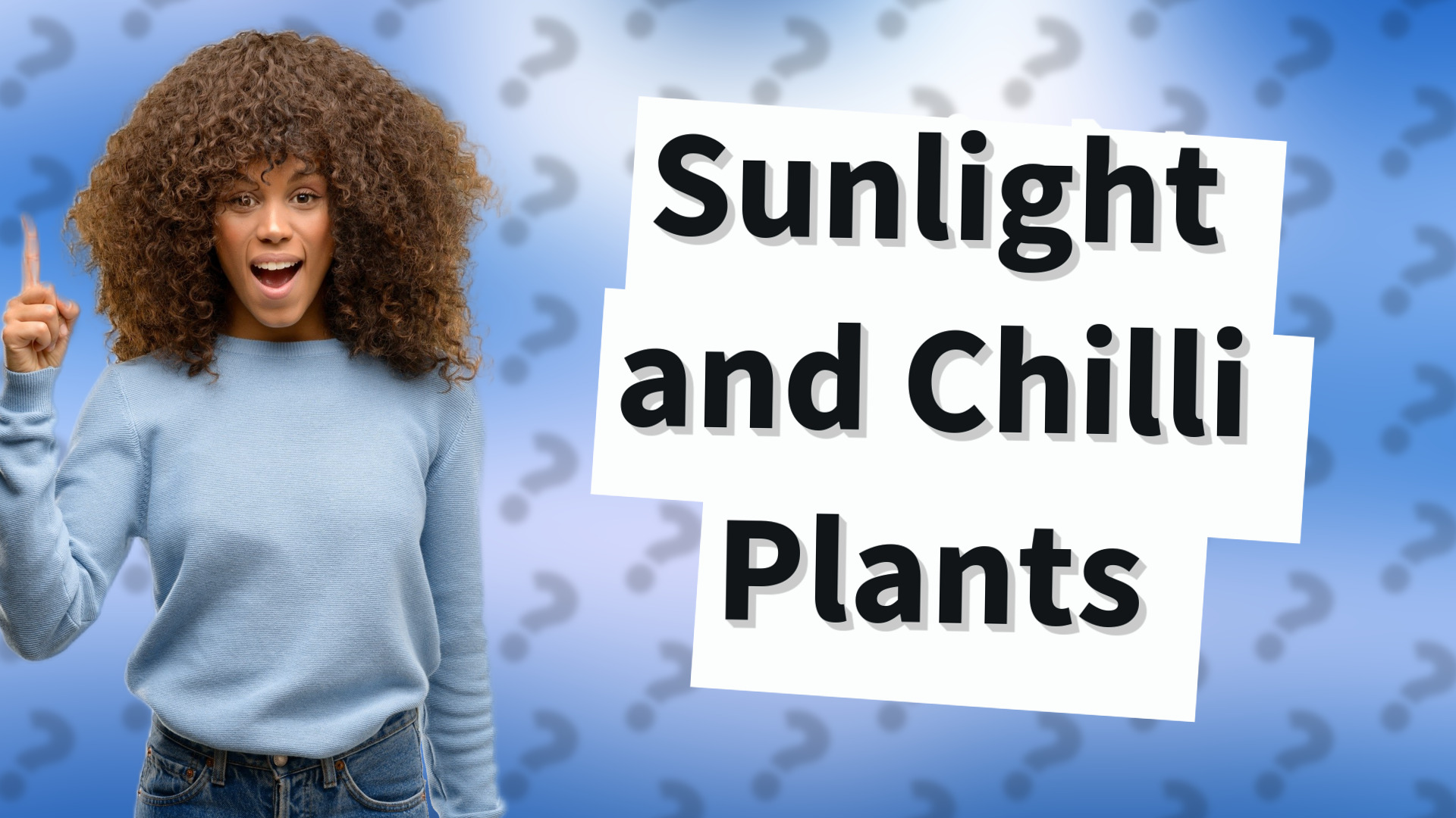 Sunlight and Chilli Plants