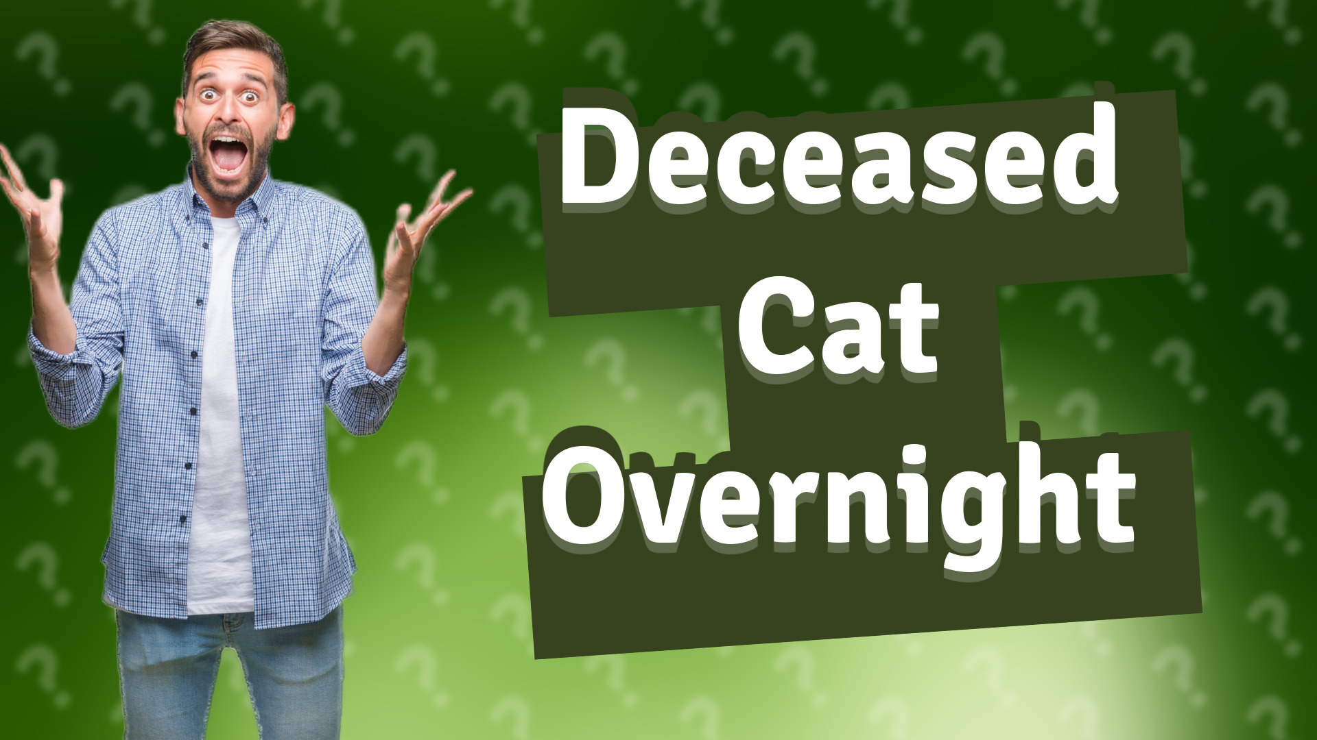 Deceased Cat Overnight