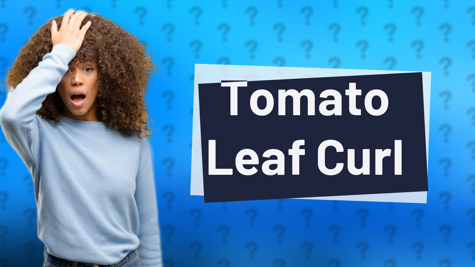 Tomato Leaf Curl