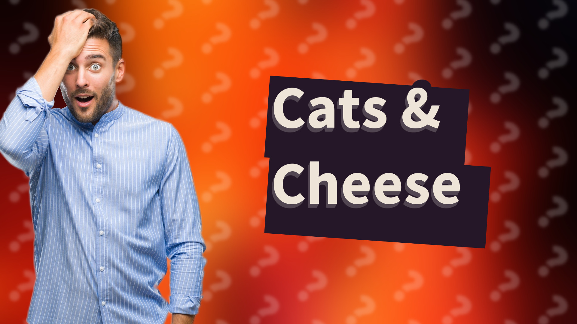 Cats & Cheese