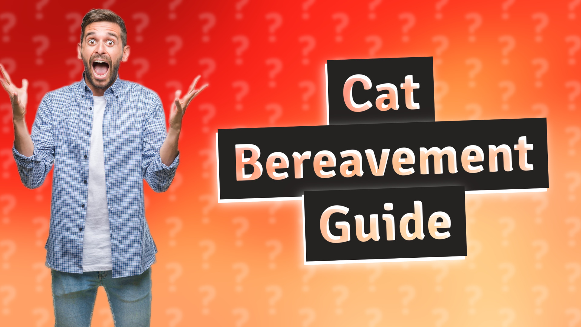 Cat Bereavement Guide