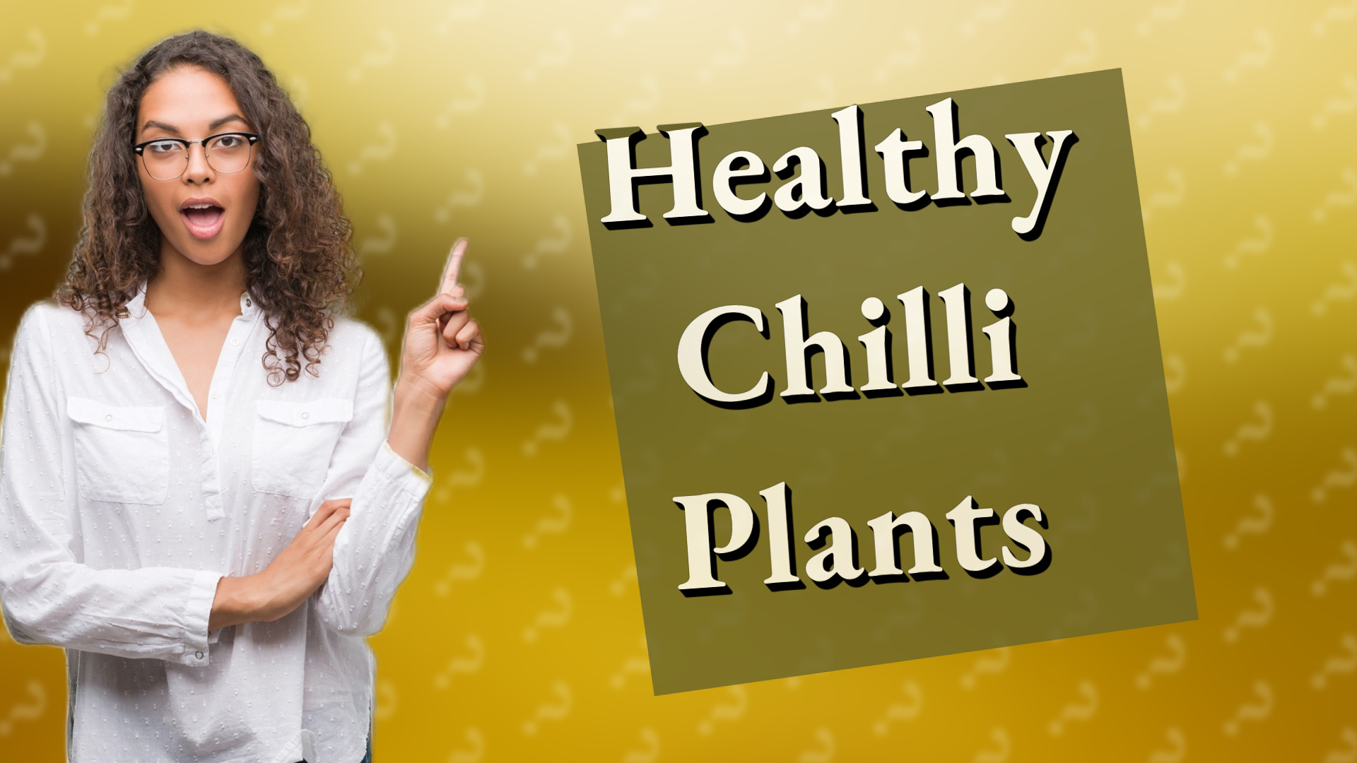 Healthy Chilli Plants