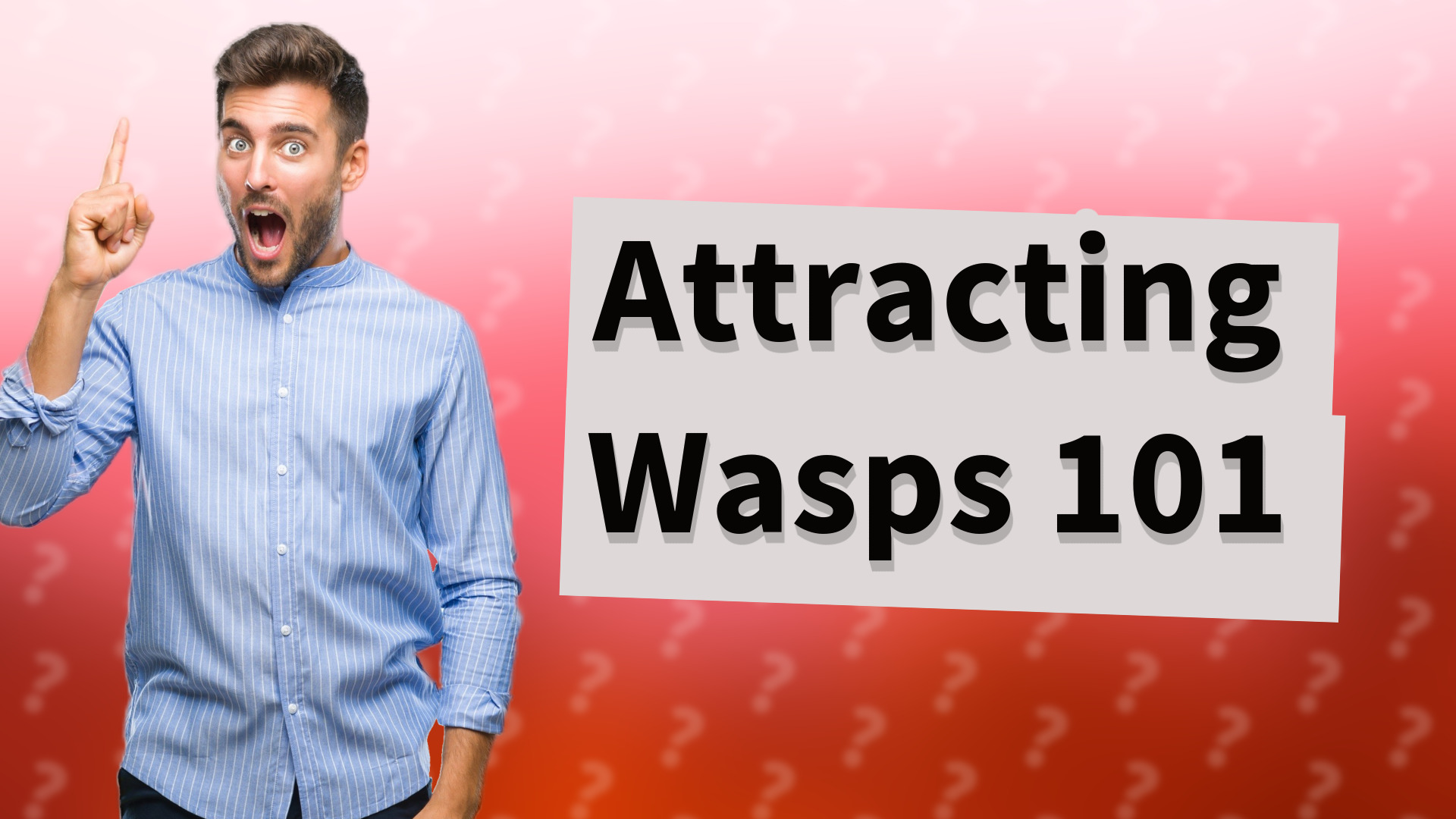 Attracting Wasps 101