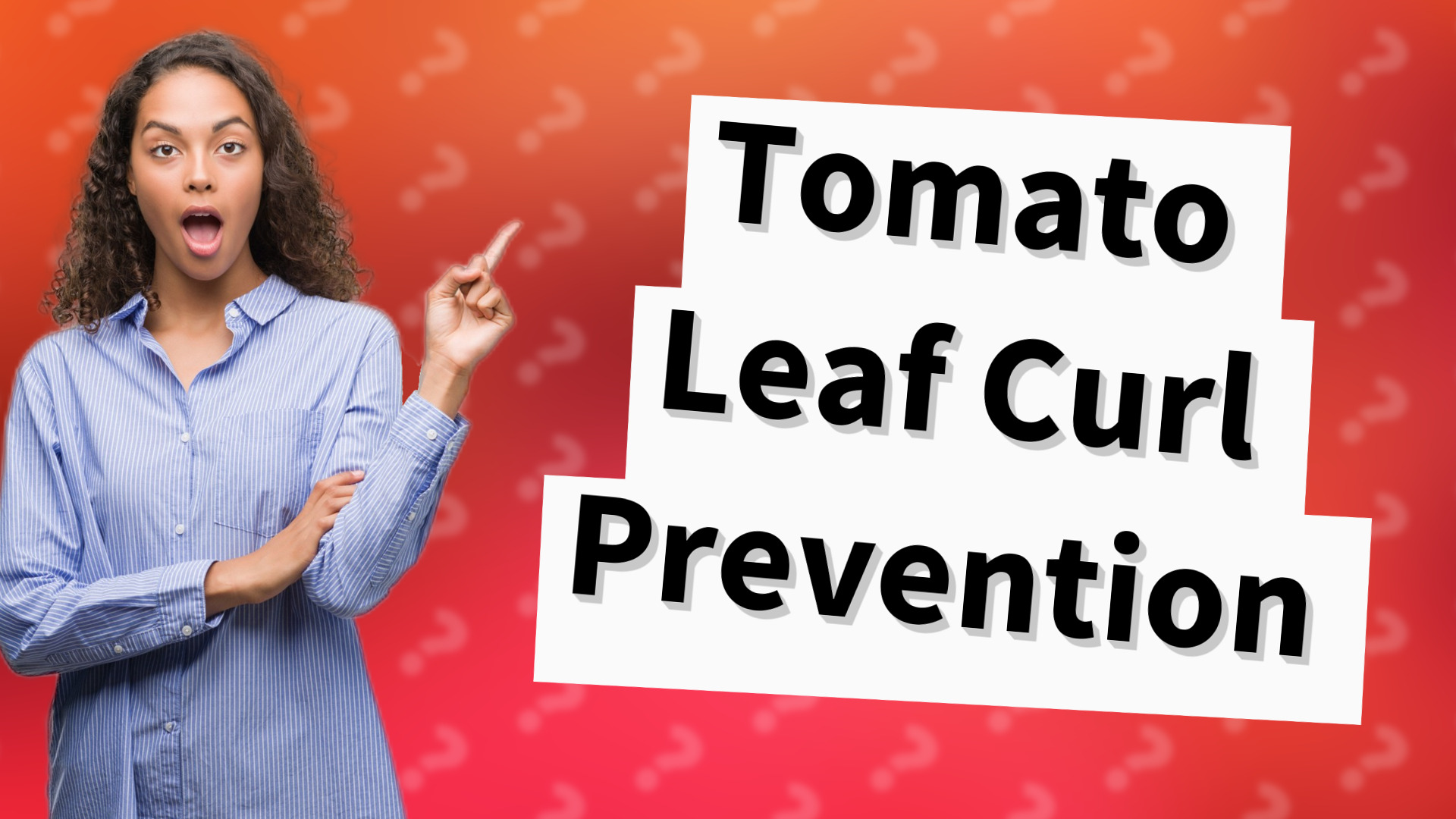 Tomato Leaf Curl Prevention