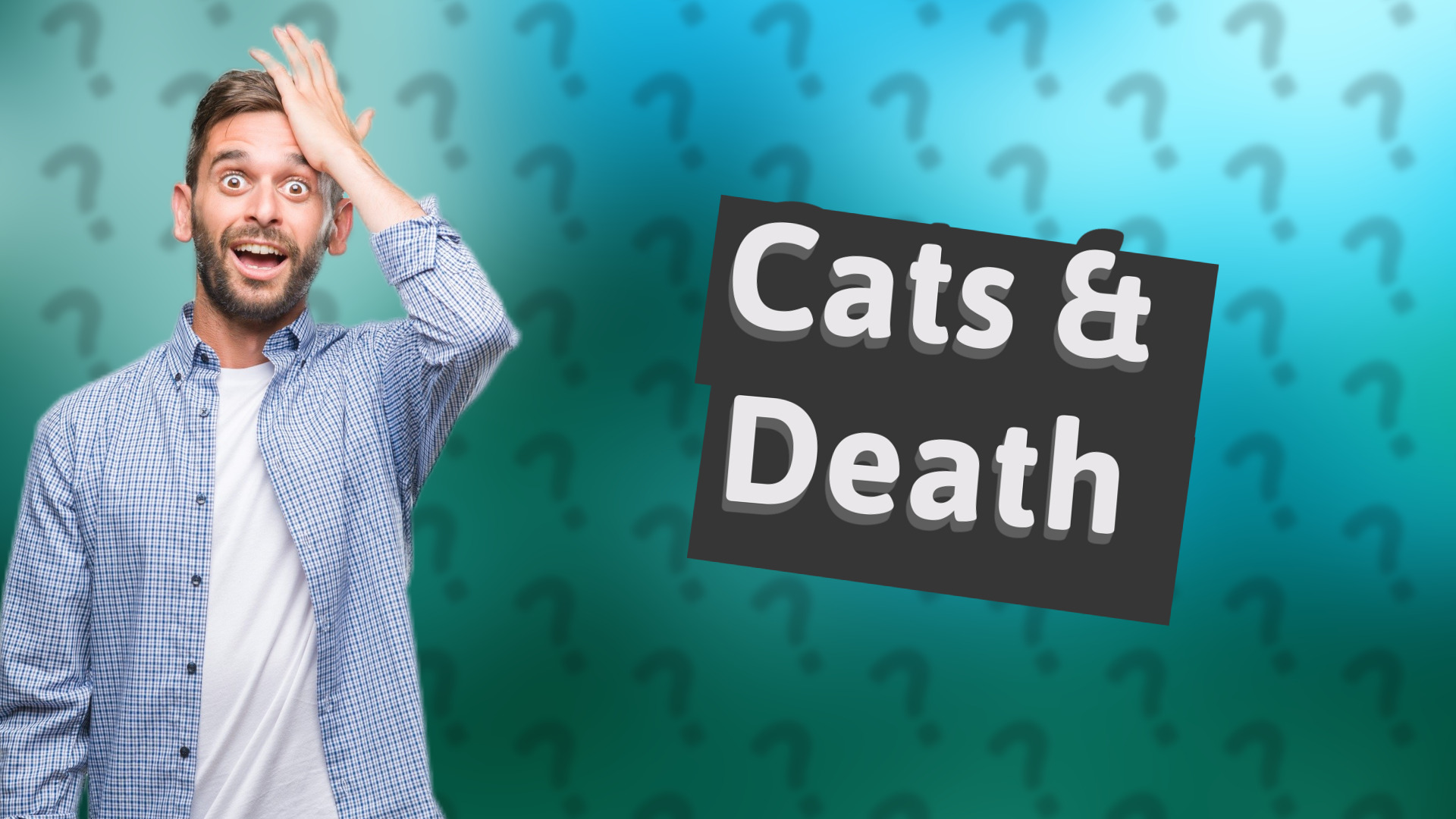 Cats & Death
