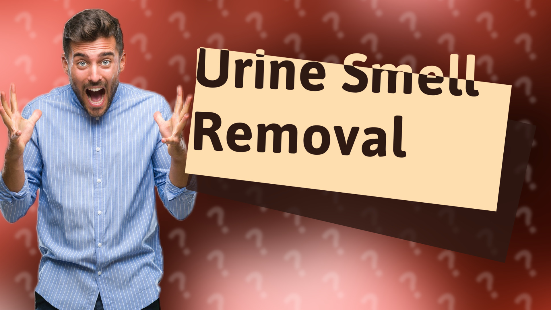 Urine Smell Removal