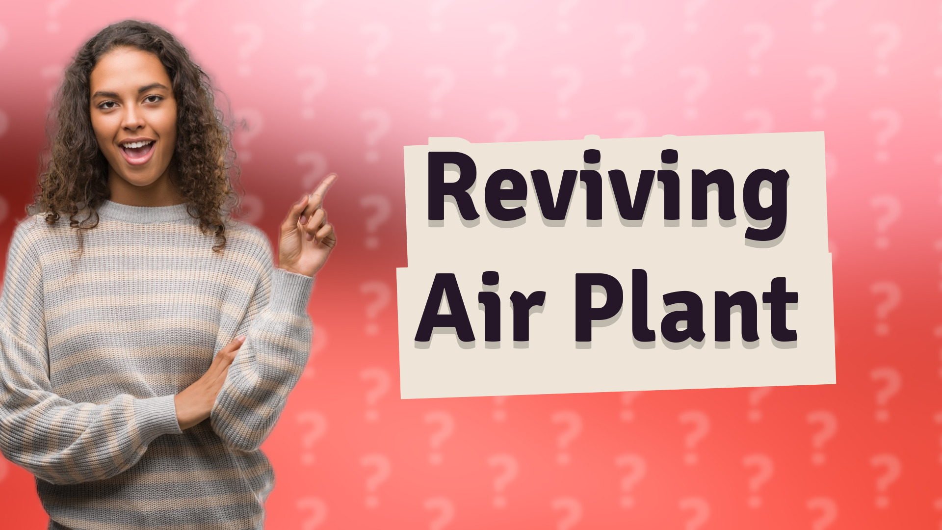 Reviving Air Plant