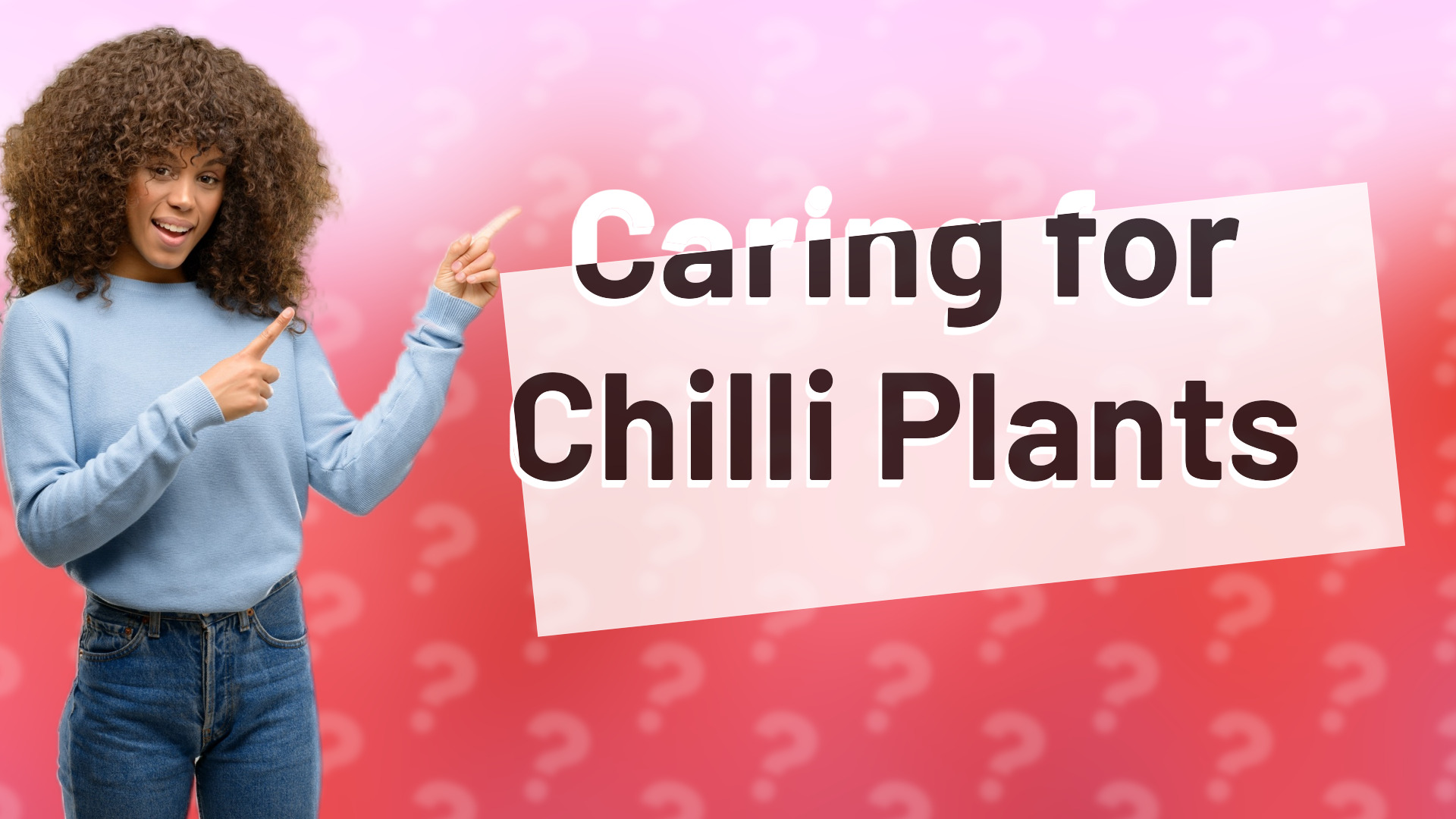 Caring for Chilli Plants