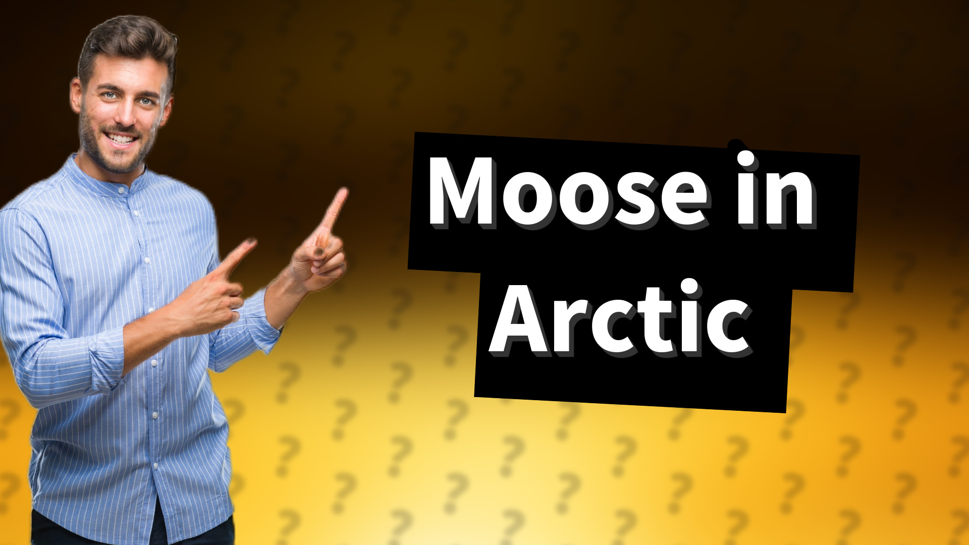 Moose in Arctic