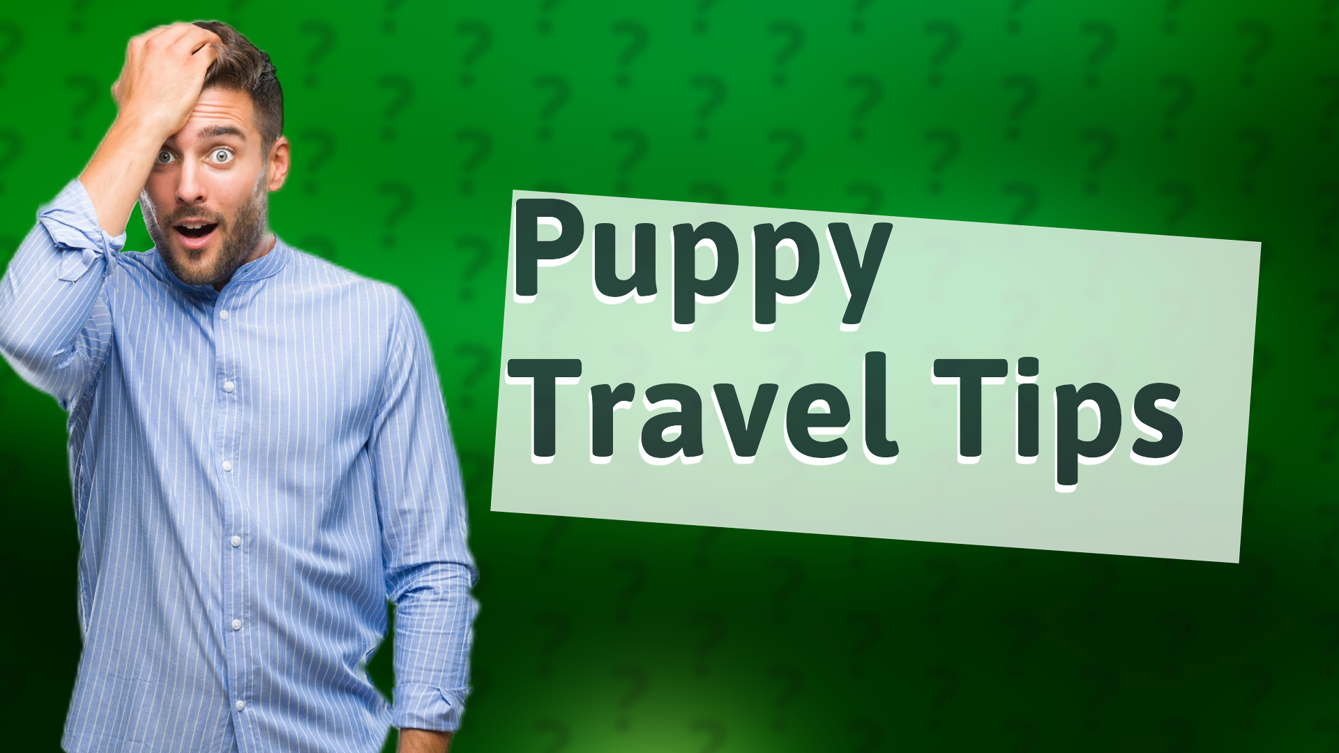 Puppy Travel Tips