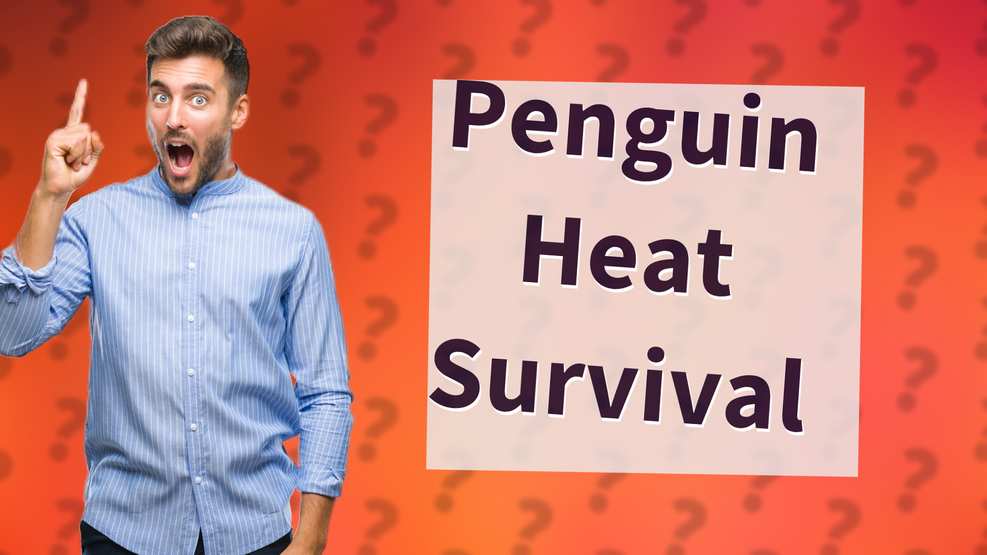 Penguin Heat Survival