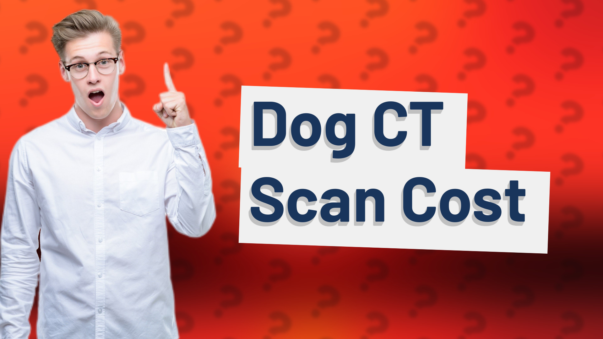 Dog CT Scan Cost