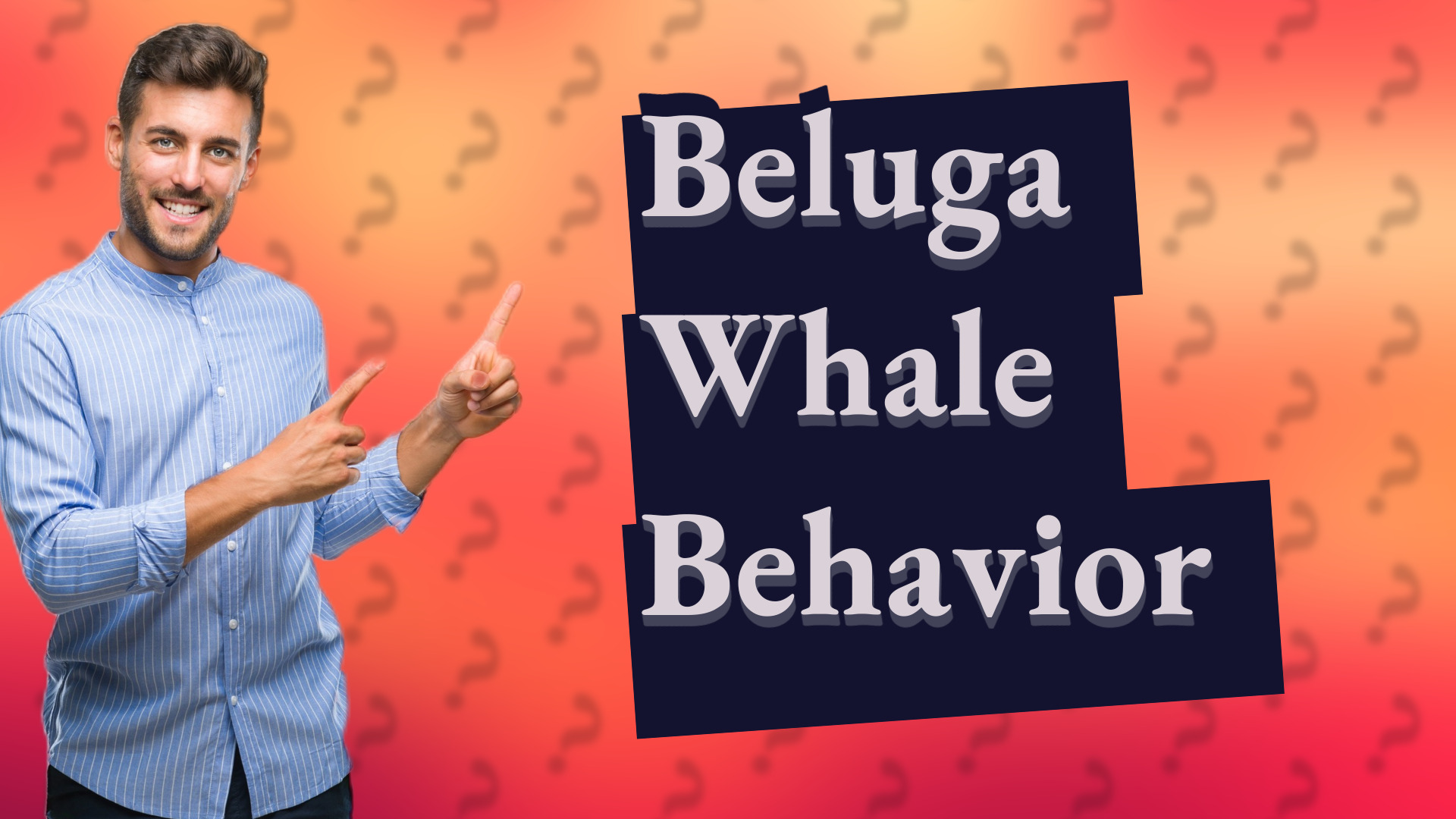 Beluga Whale Behavior