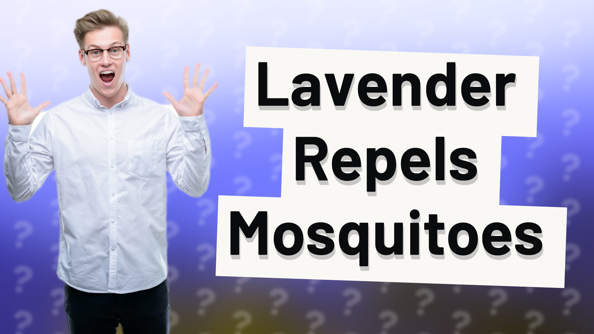 Lavender Repels Mosquitoes