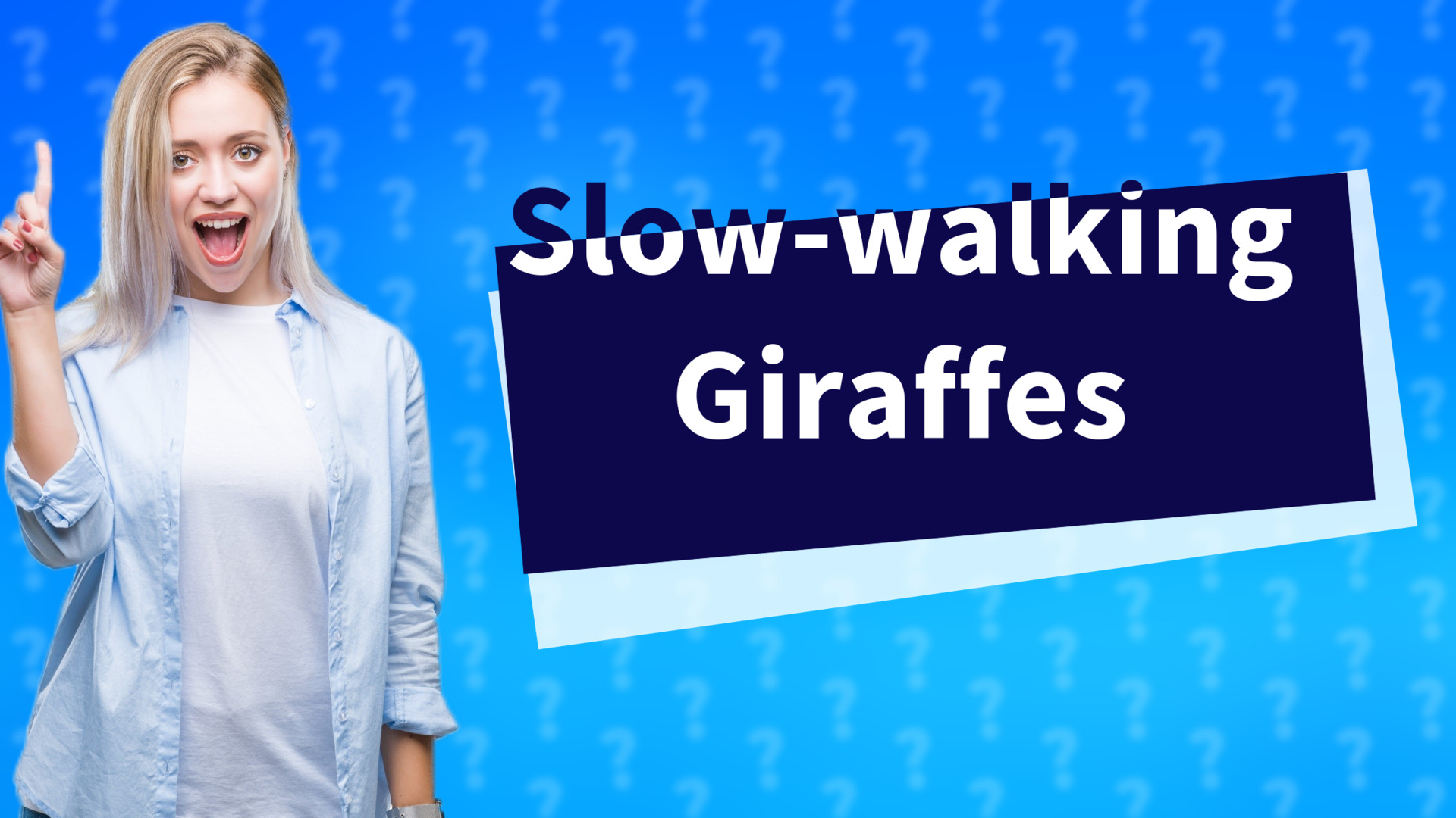 Slow-walking Giraffes