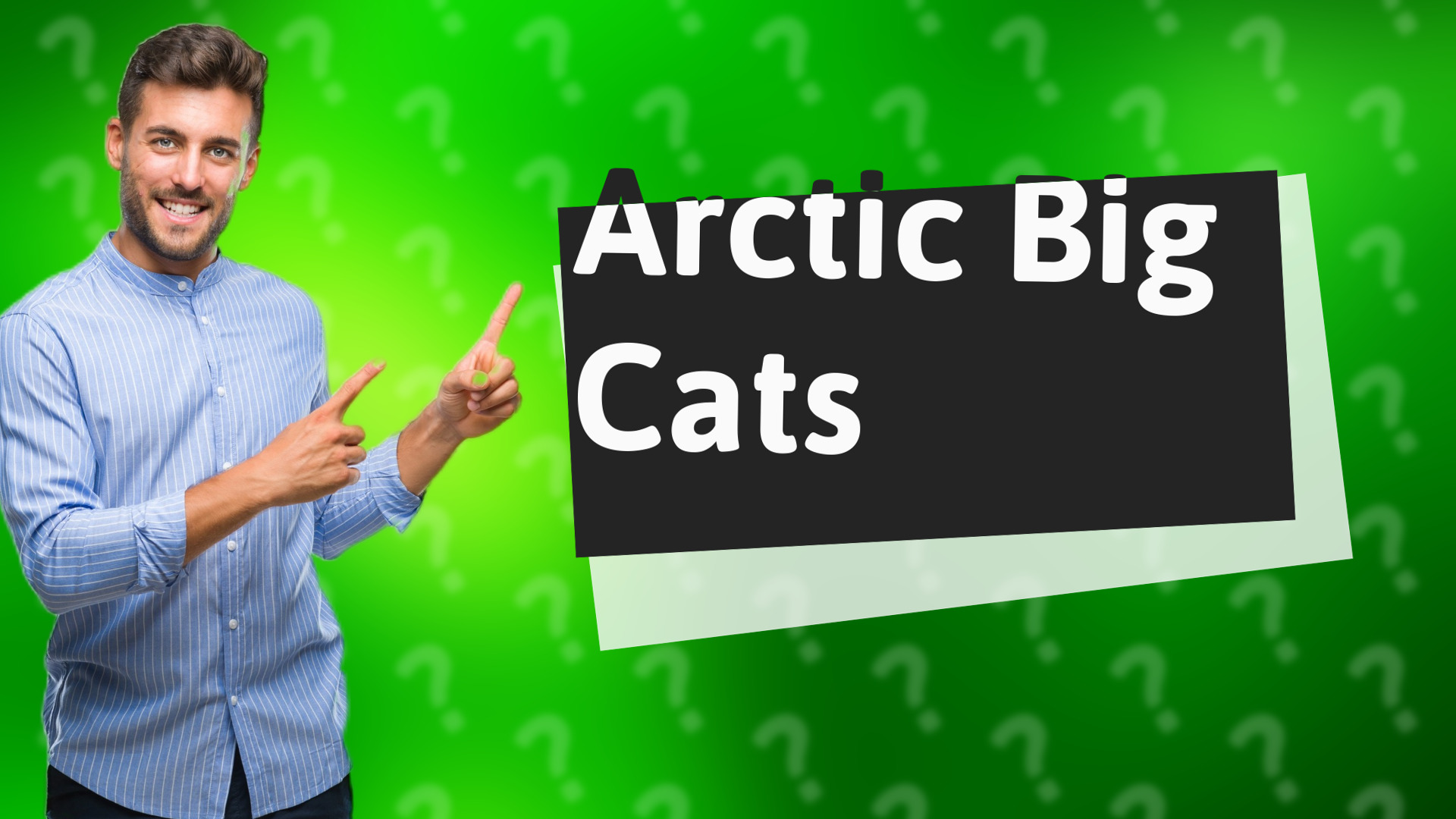 Arctic Big Cats