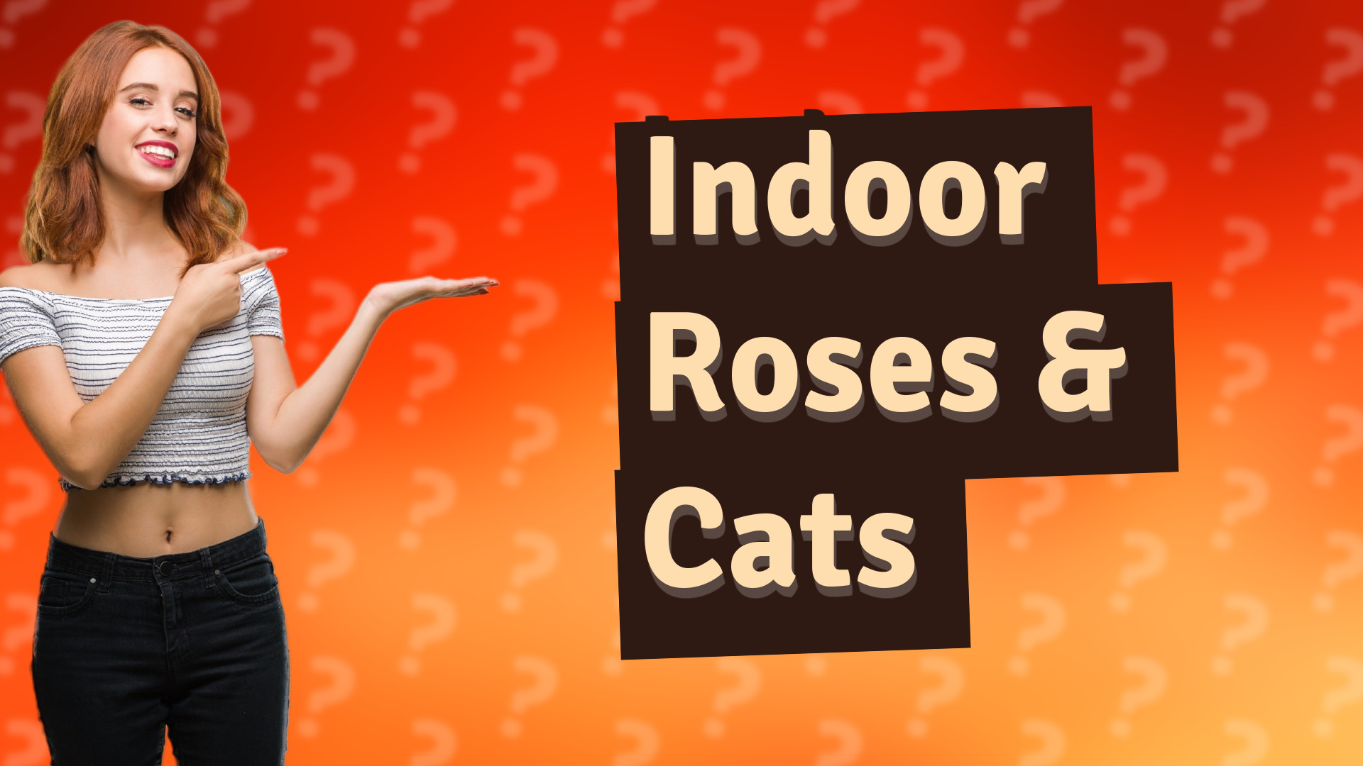 Indoor Roses & Cats