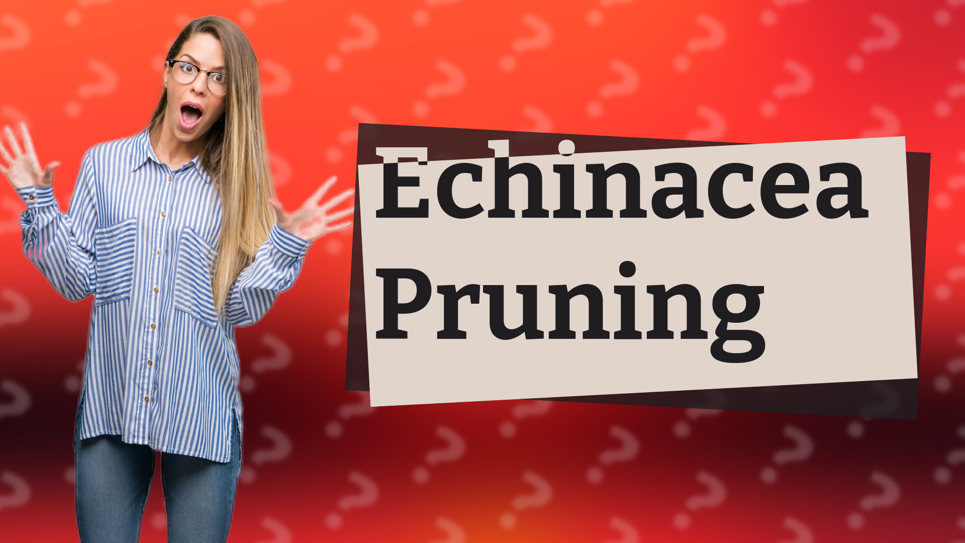 Echinacea Pruning