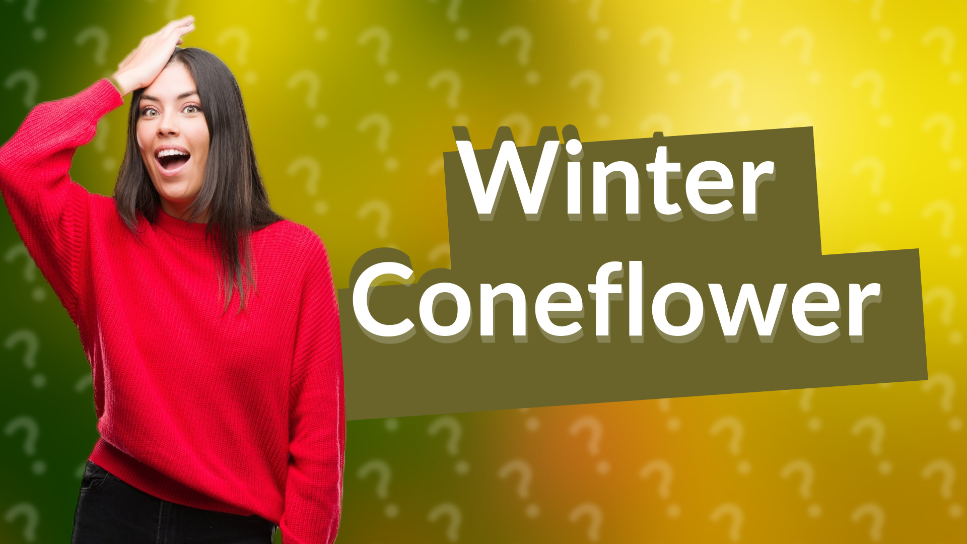 Winter Coneflower
