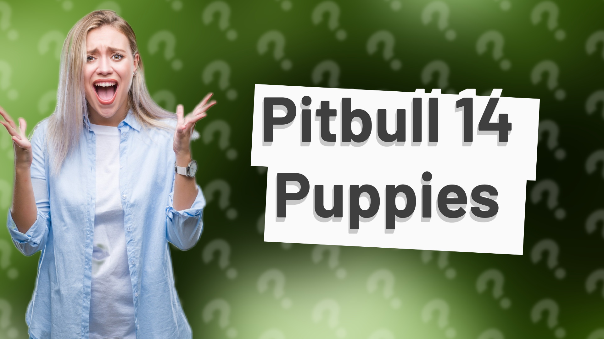Pitbull 14 Puppies