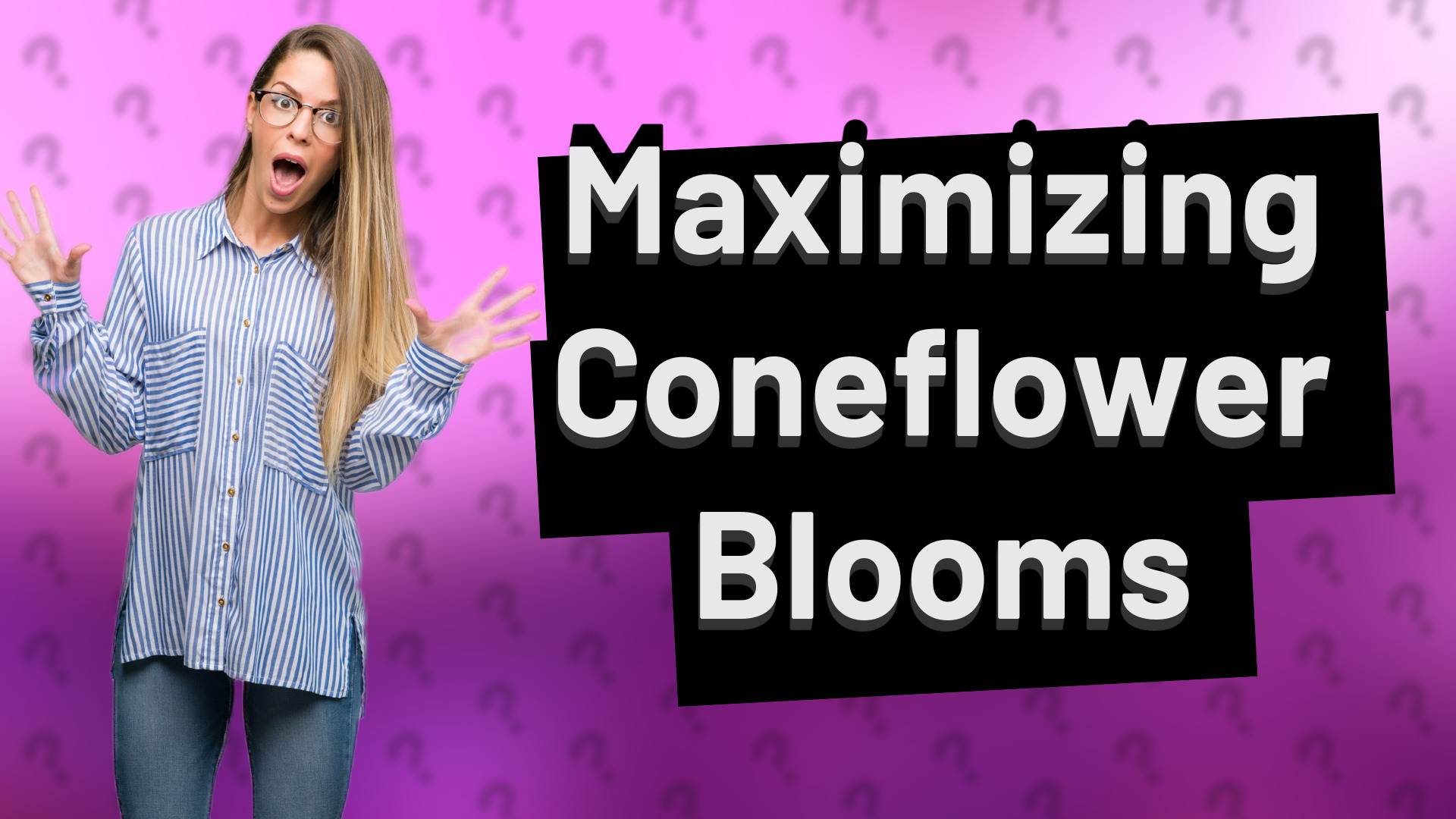 Maximizing Coneflower Blooms