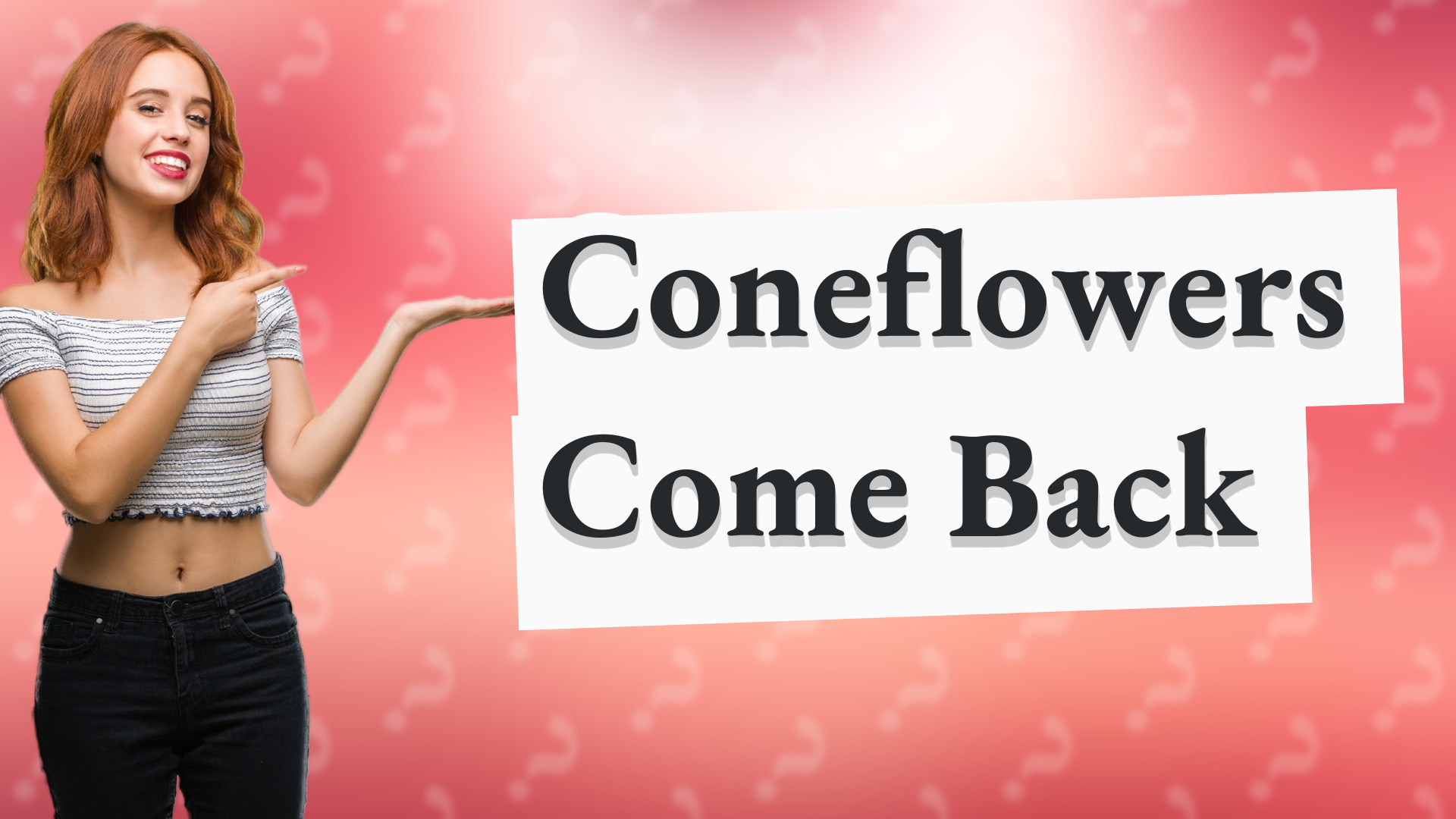 Coneflowers Come Back