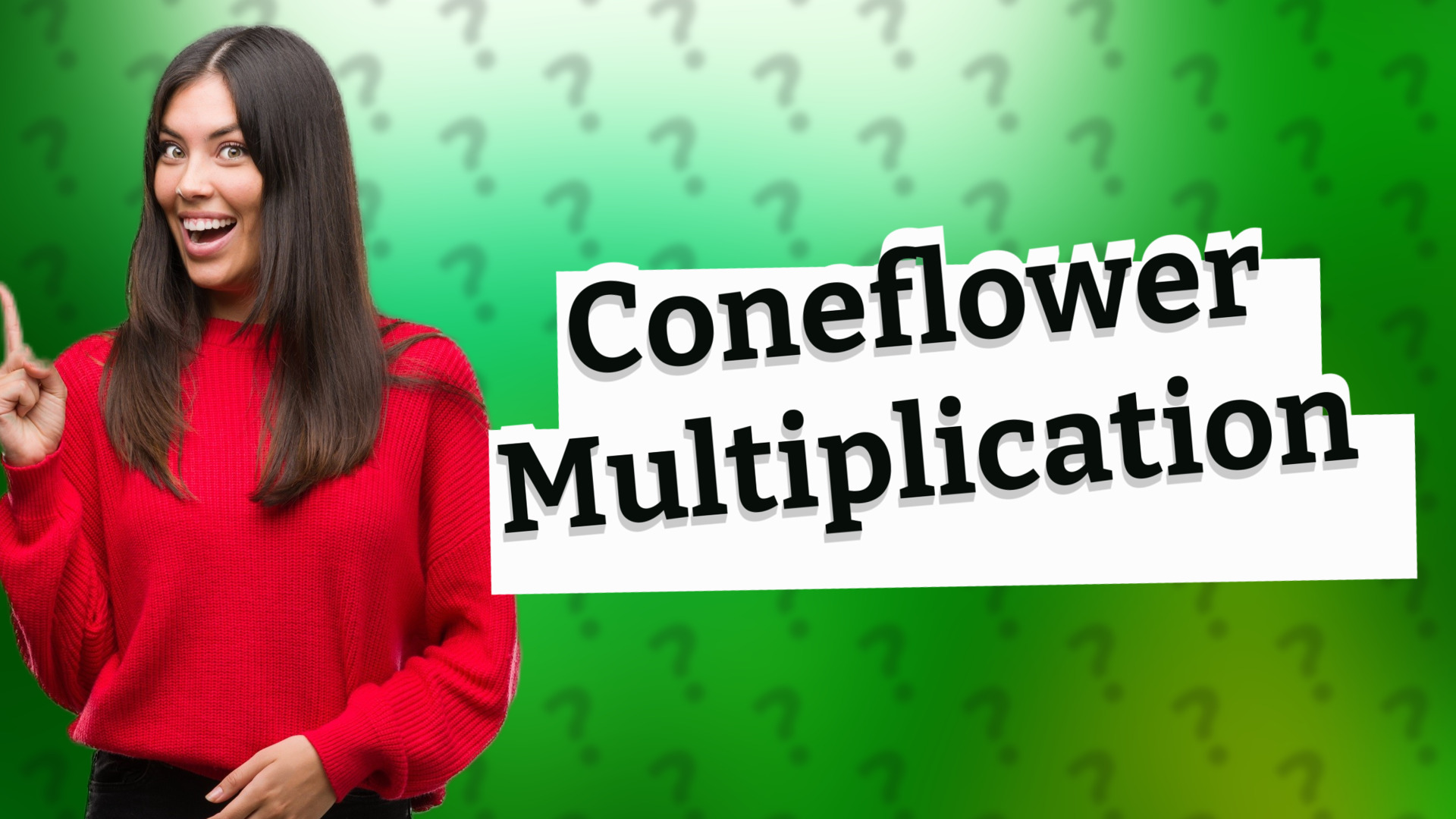 Coneflower Multiplication