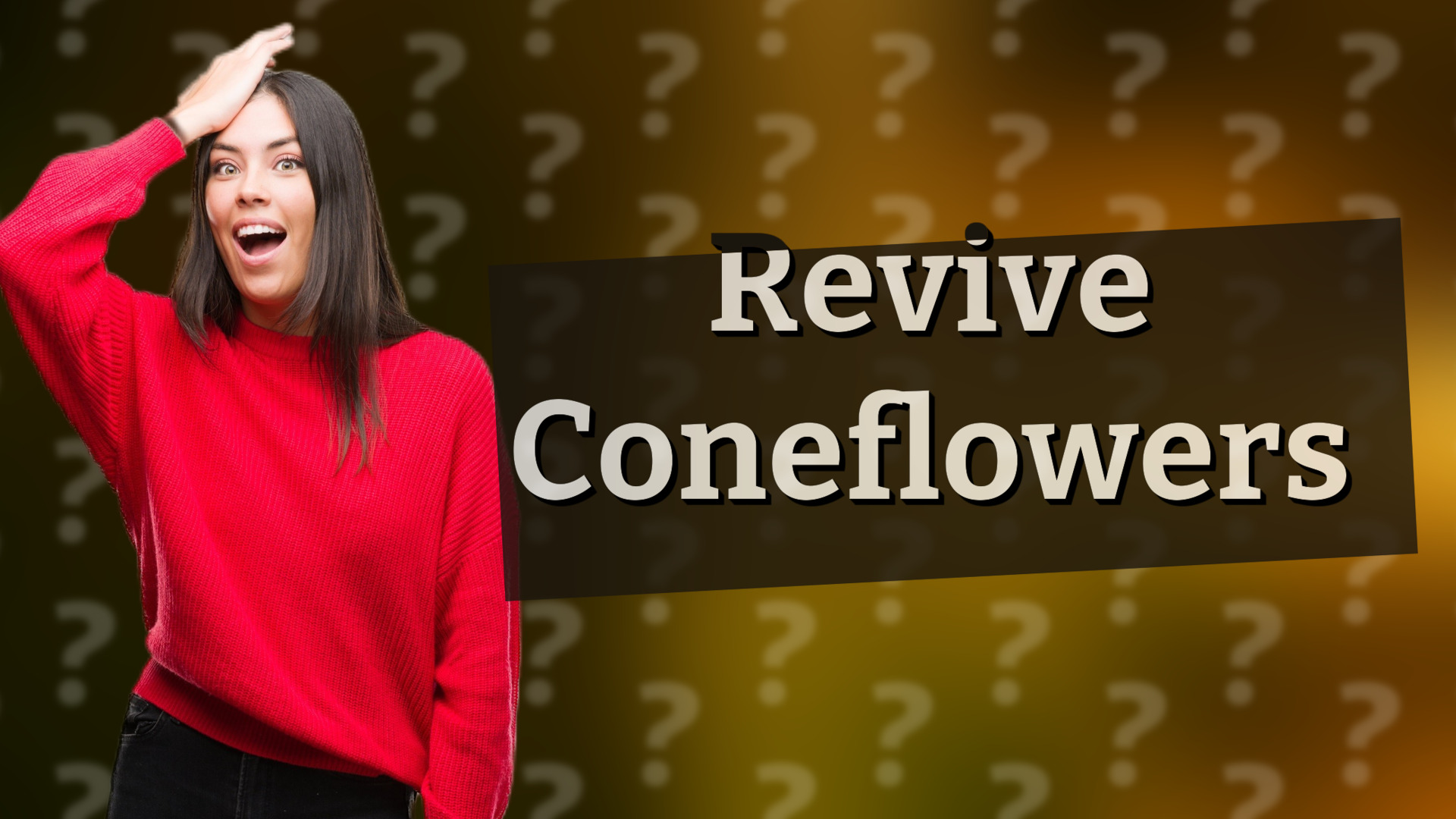 Revive Coneflowers