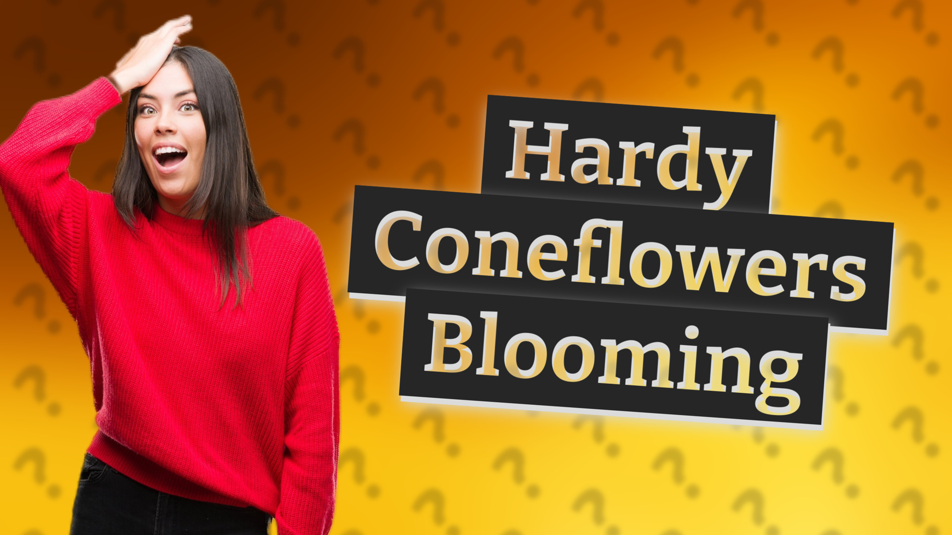 Hardy Coneflowers Blooming