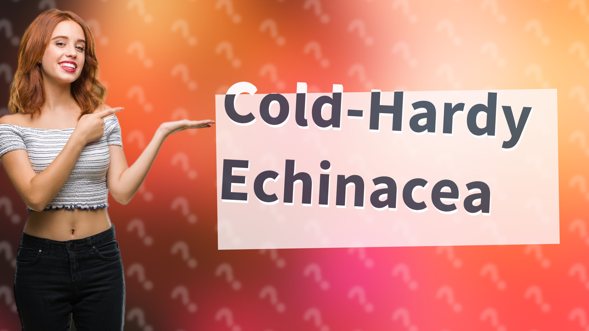Cold-Hardy Echinacea
