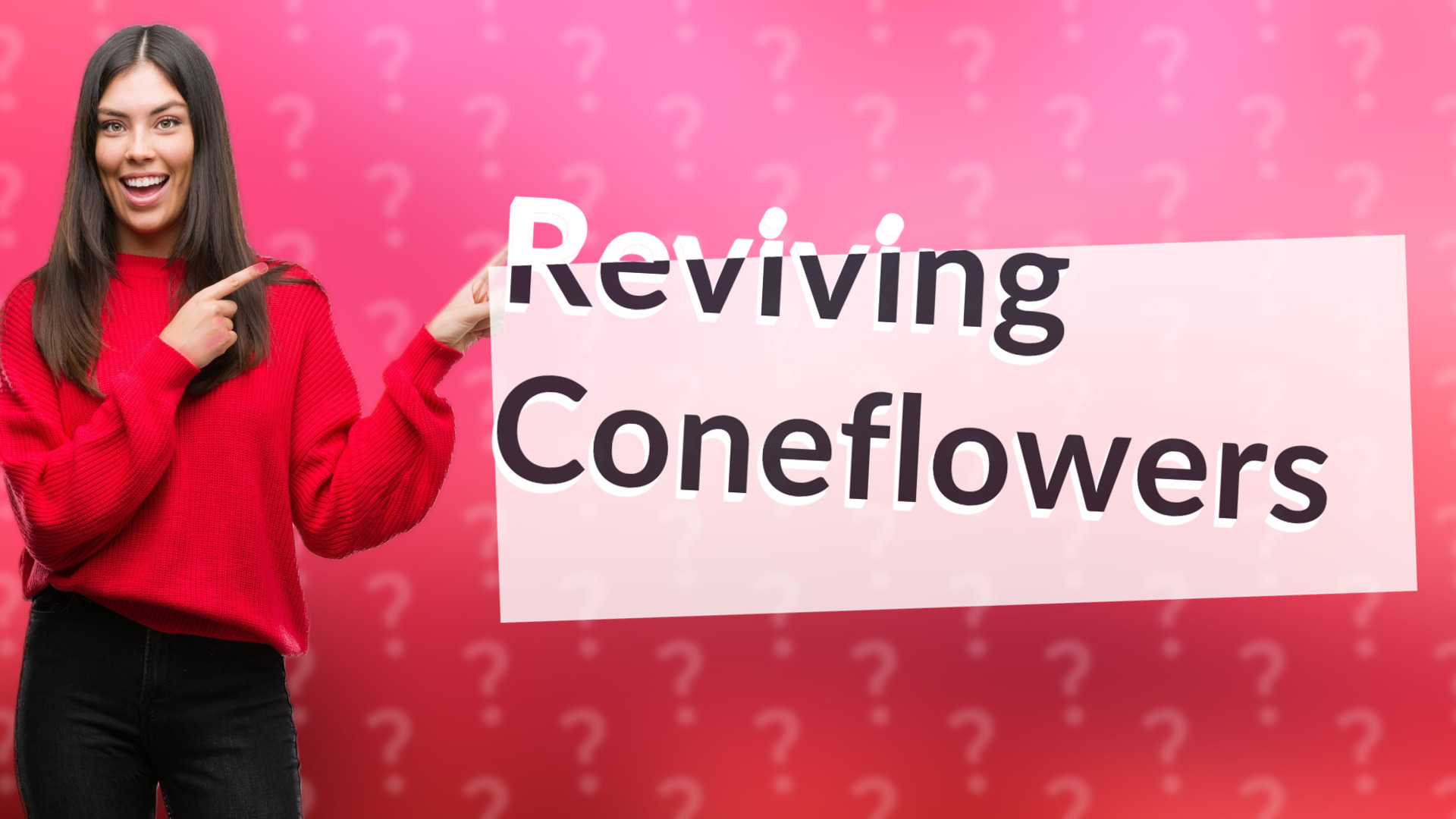 Reviving Coneflowers